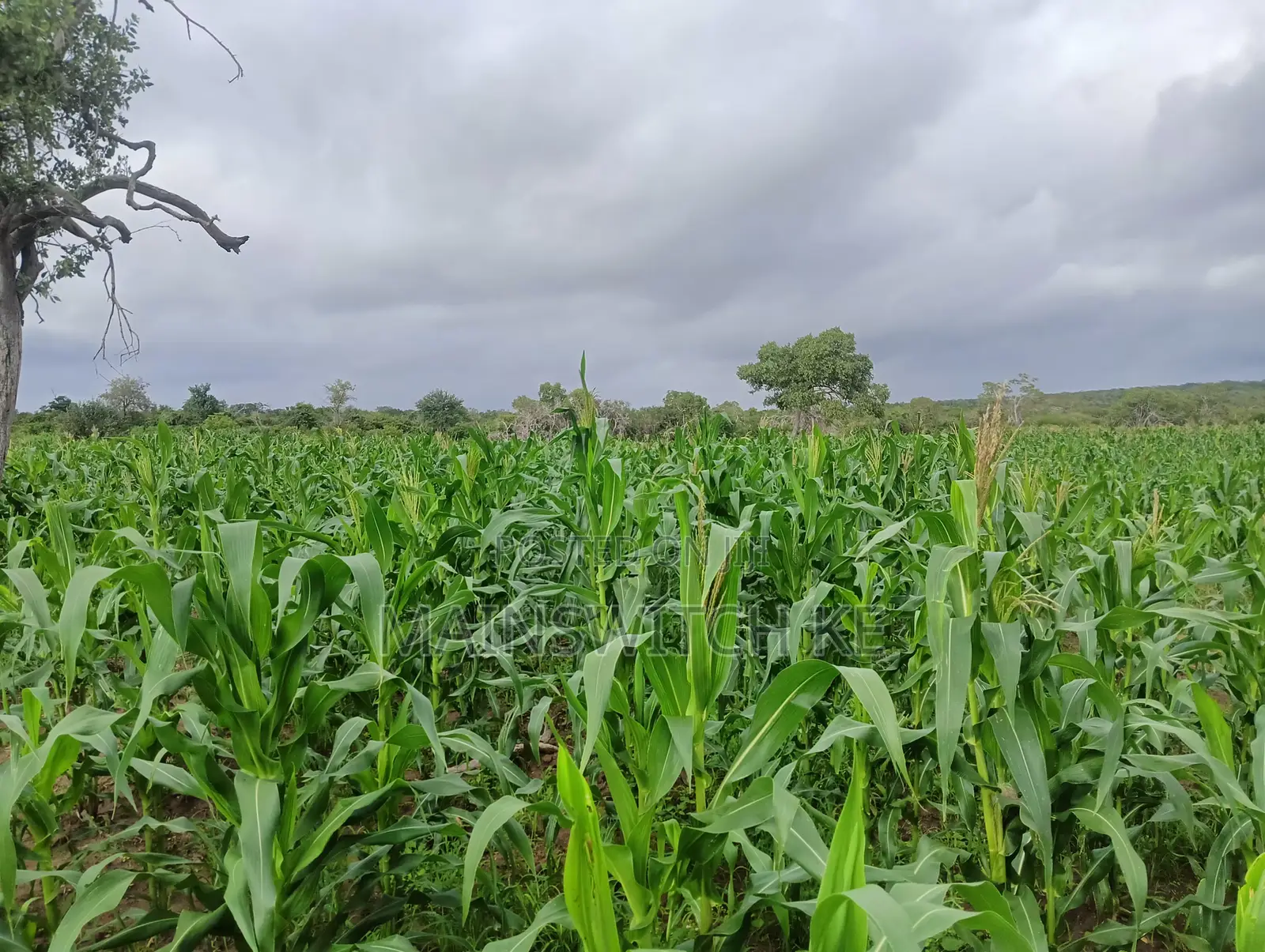 28 Acres With Numbers Waiting for Tittle Deed for Sale in Marafa