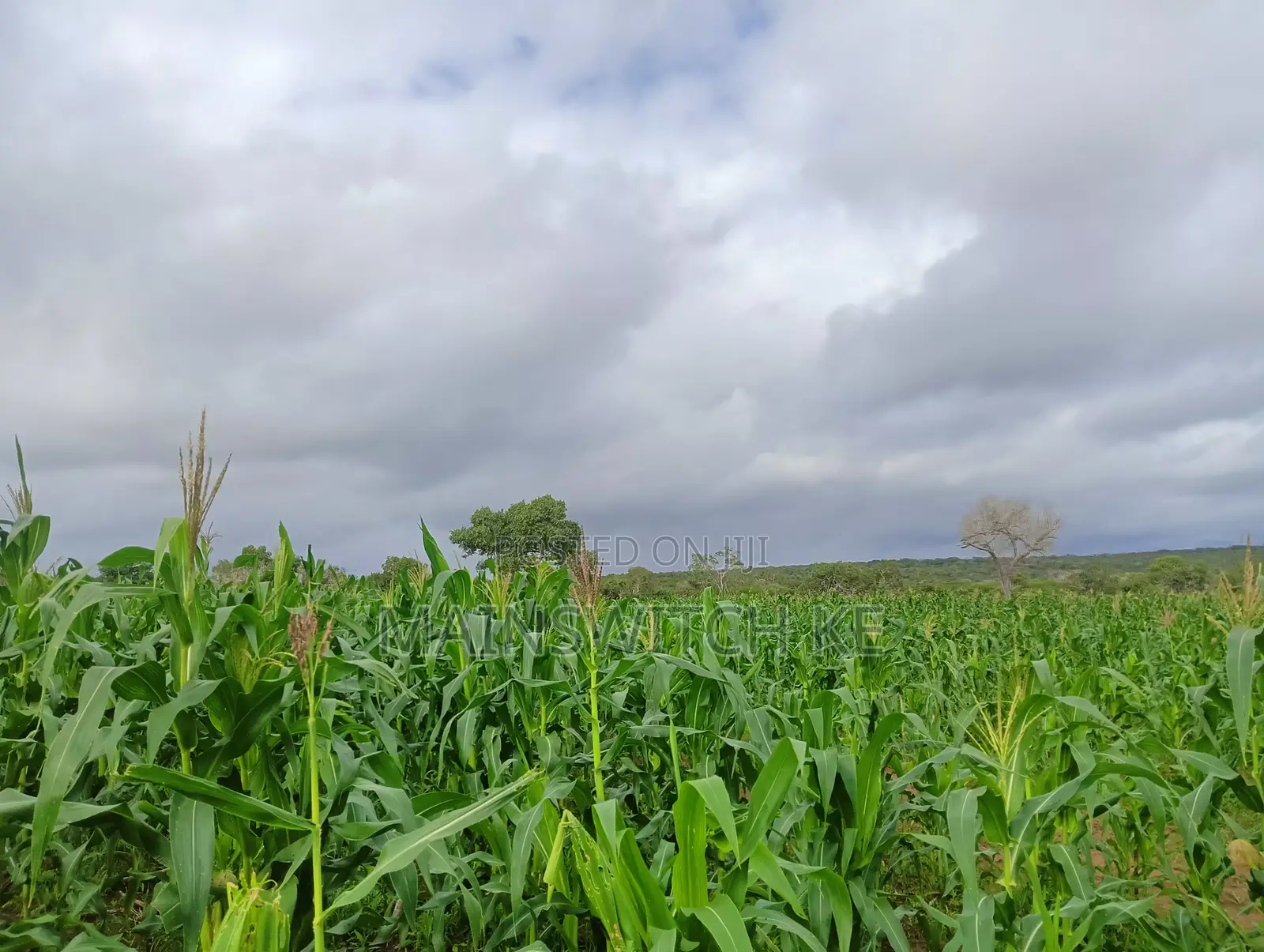 28 Acres With Numbers Waiting for Tittle Deed for Sale in Marafa