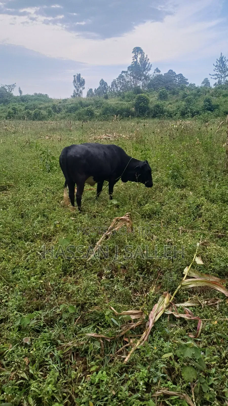 4acres on Sale BUNGOMA. in Khalaba (Kanduyi)