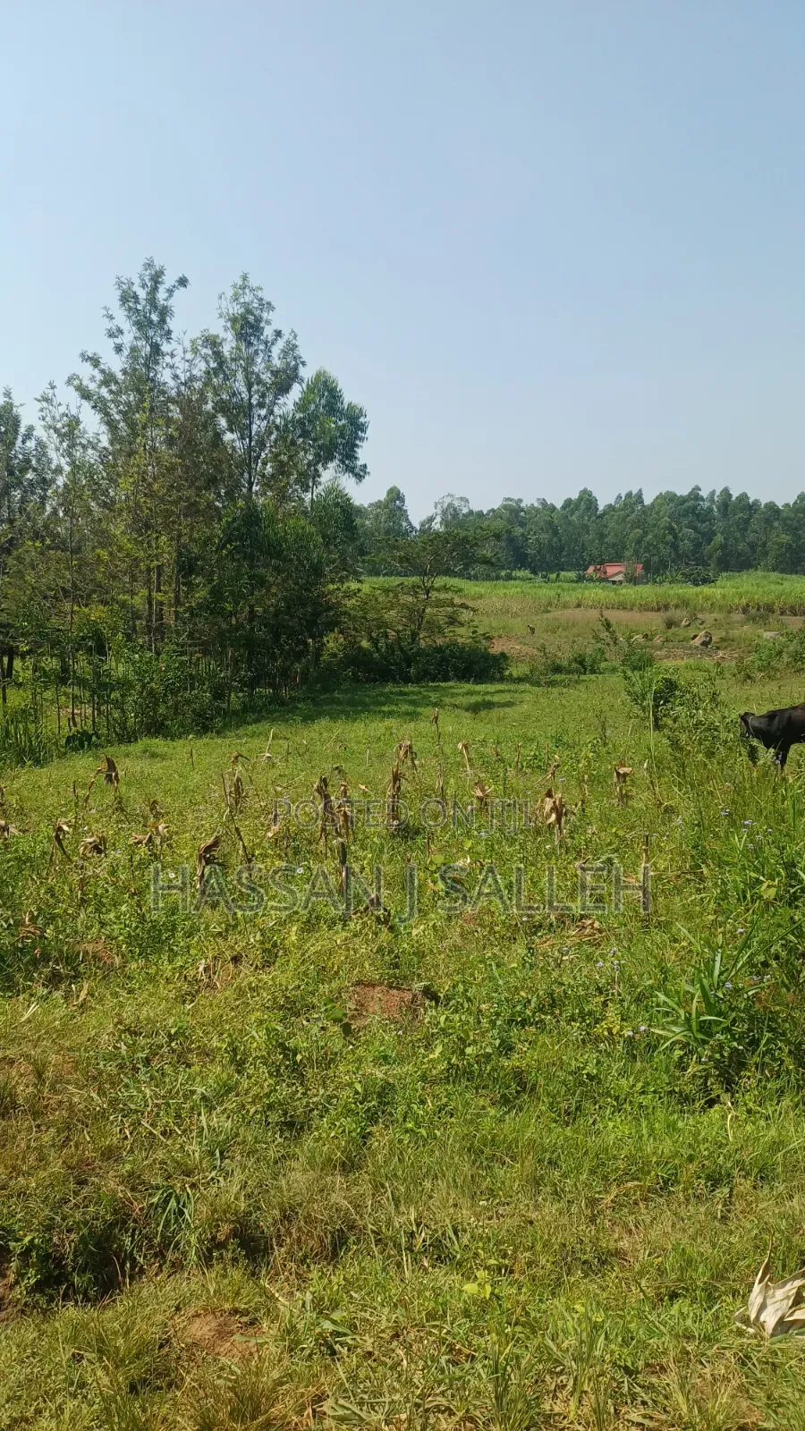 1.5acres Lureko on Sale in Mumias Central