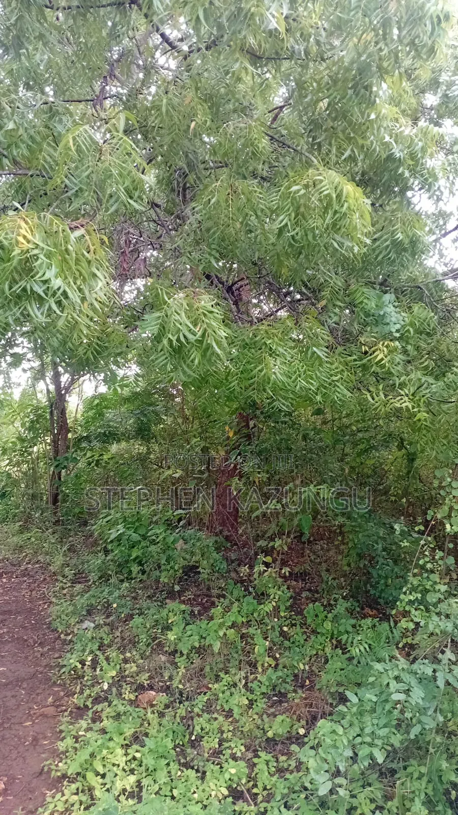 2nd Row 1/2 Acre Plot at Galu Beach Near the Beach. in Ukunda