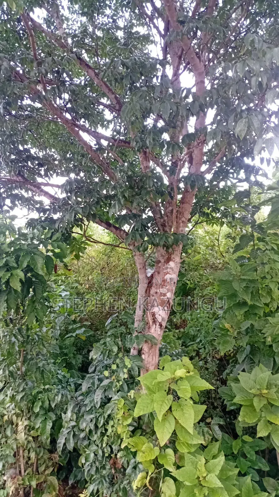 2nd Row's End 1/4 Acre Plot Size in Galu Beach in Ukunda