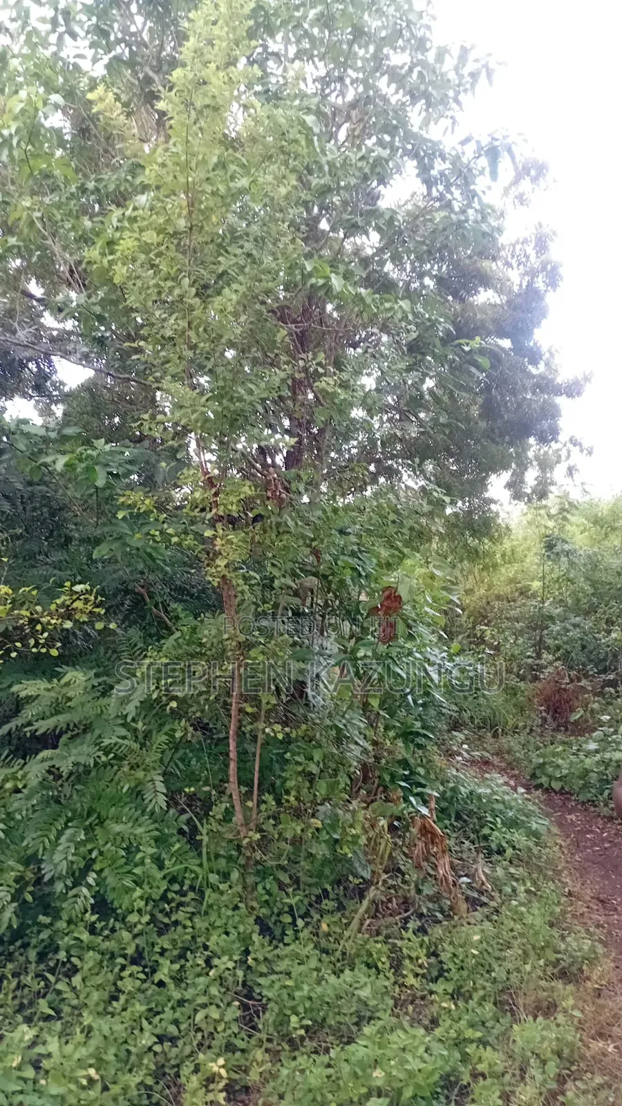2nd Row's End 1/4 Acre Plot Size in Galu Beach in Ukunda
