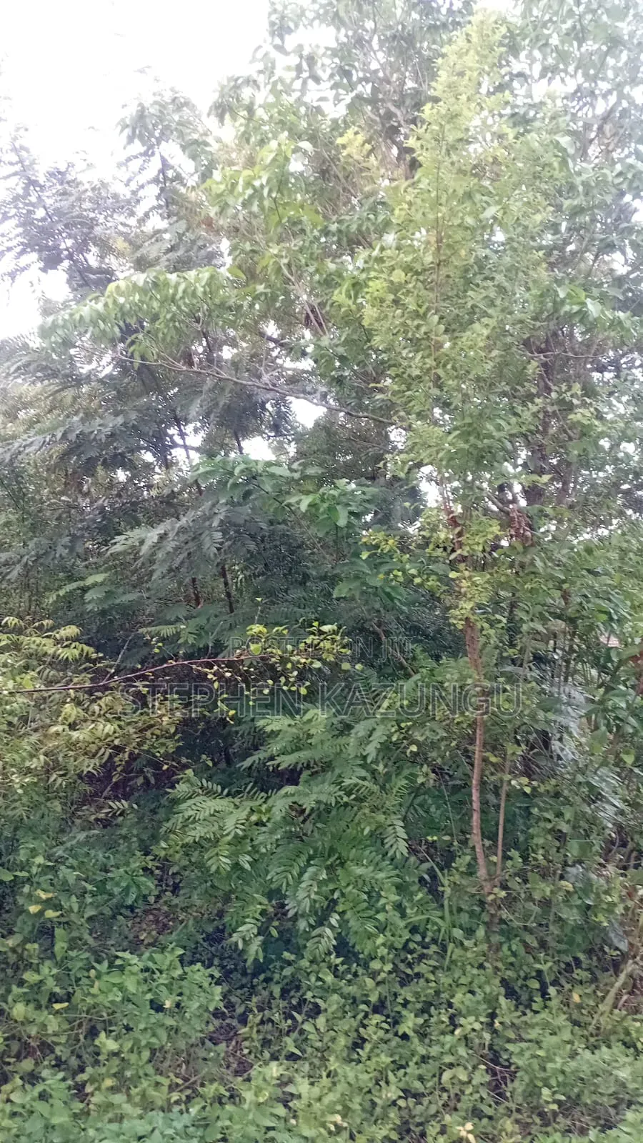 2nd Row's End 1/4 Acre Plot Size in Galu Beach in Ukunda