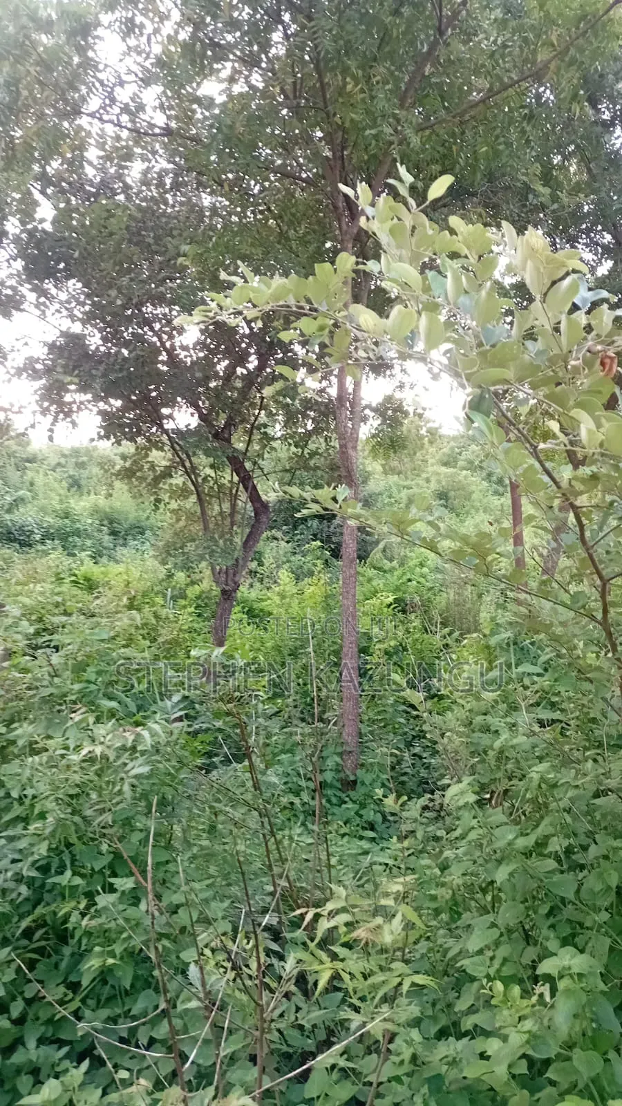 Spacious 1/4 Acre Plot at Galu Beach Near the Beach in Ukunda