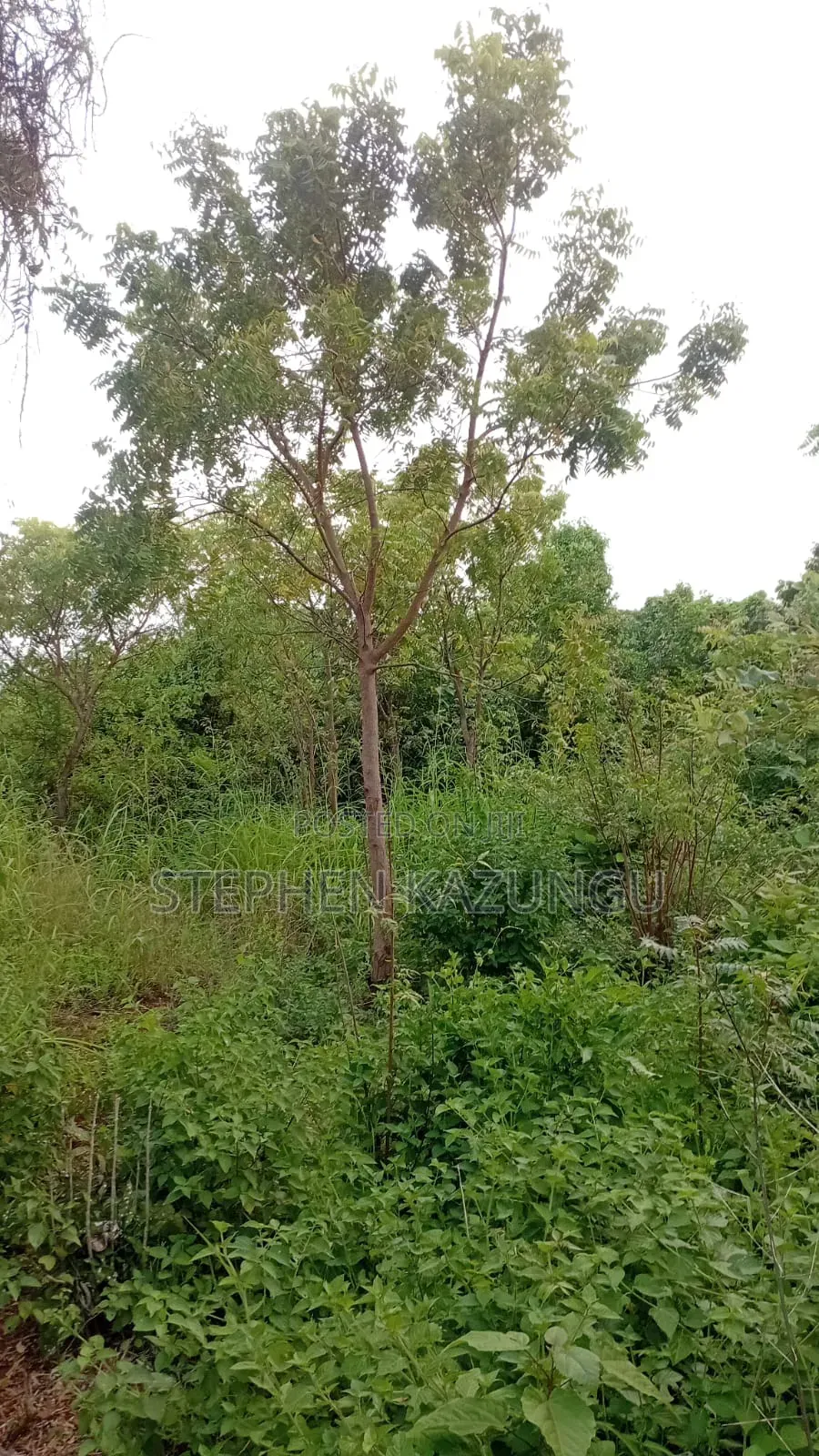 Galu's 2nd Row's End; 1/4 Acre Plot at Galu Beach Near the Beach. in Ukunda