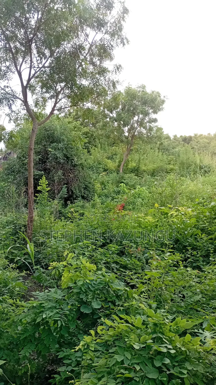Galu's 2nd Row's End; 1/4 Acre Plot at Galu Beach Near the Beach. in Ukunda