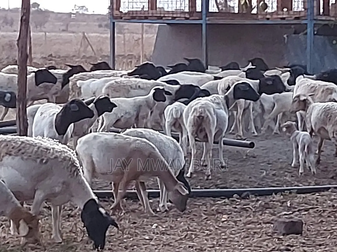 110 Acres Ready Farm Emali in Emali/Mulala