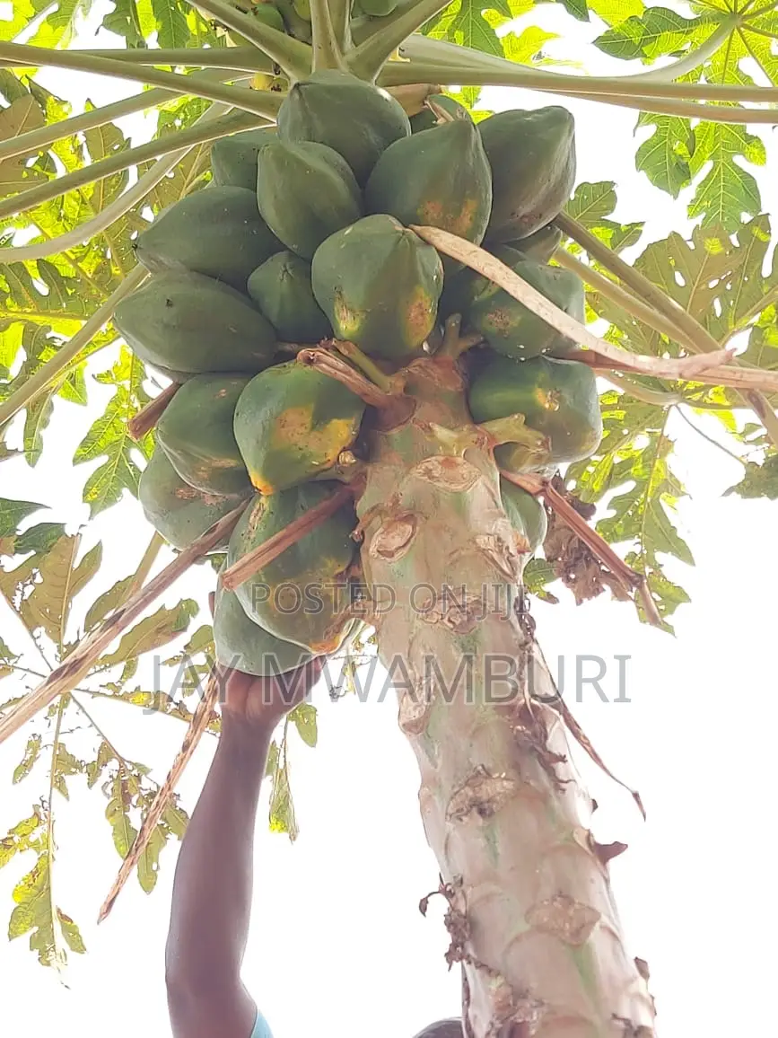 110 Acres Ready Farm Emali in Emali/Mulala