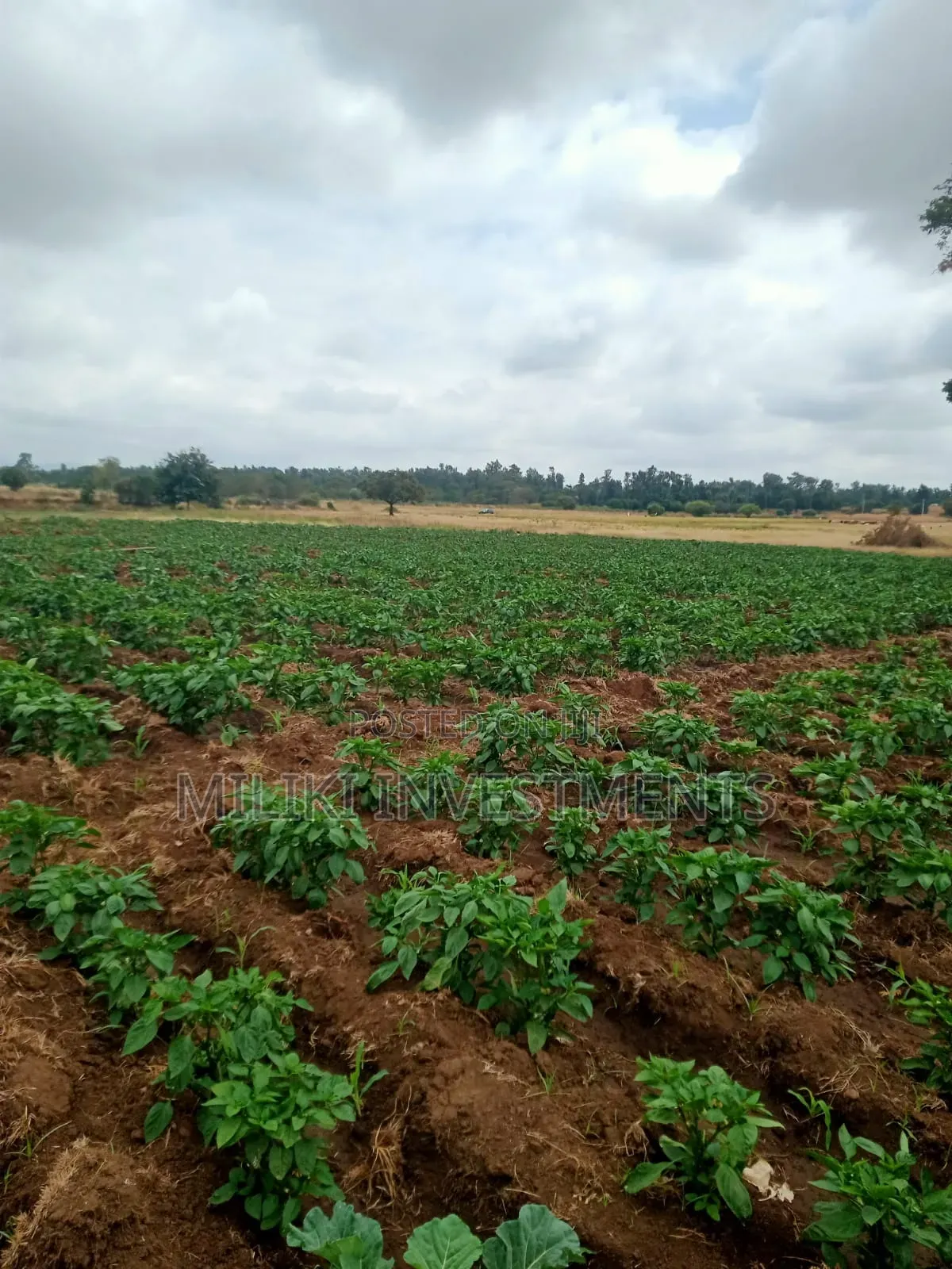 6 Acres on Sale at Murang'a-Kambirwa in Wangu