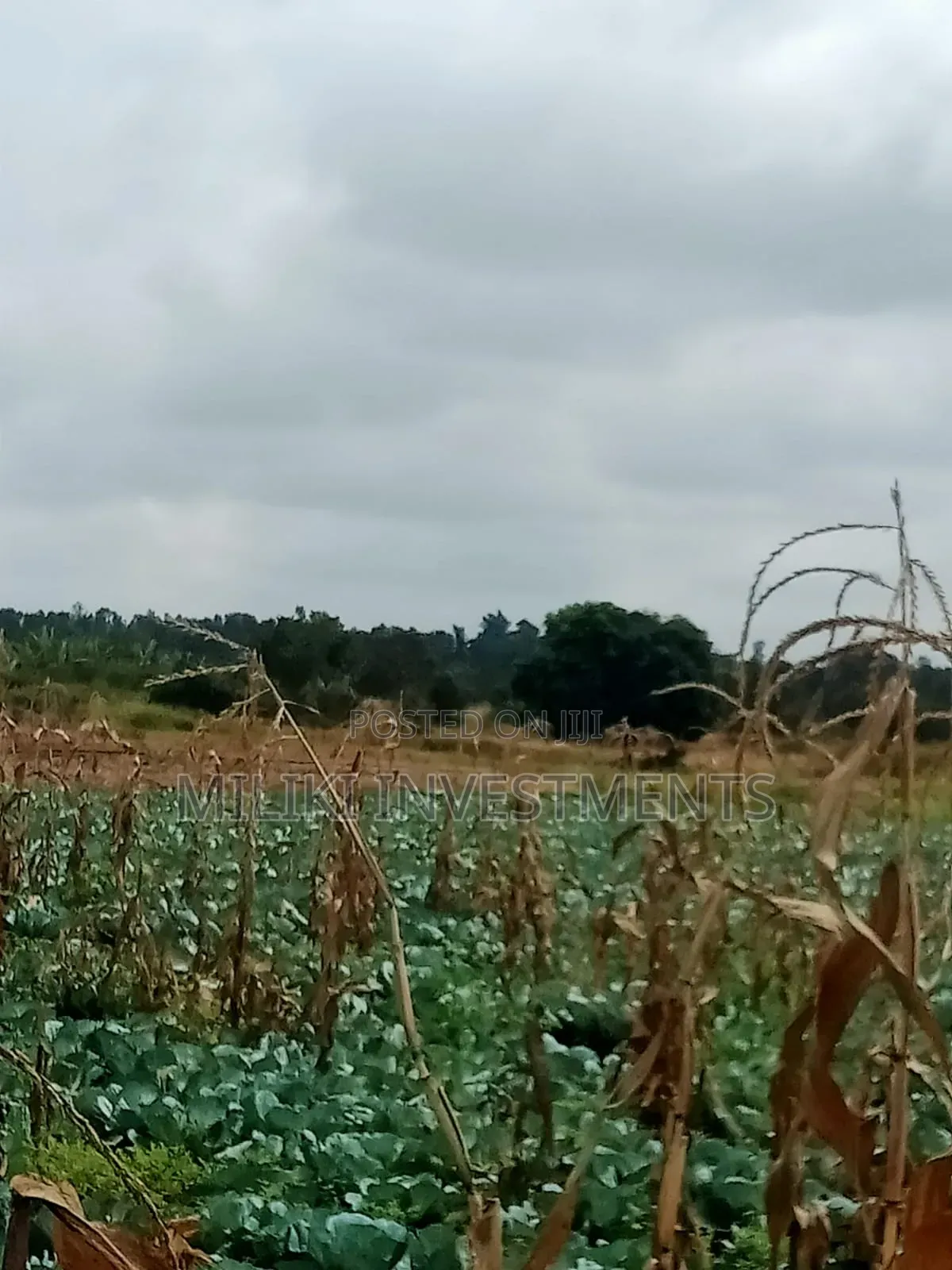 6 Acres on Sale at Murang'a-Kambirwa in Wangu
