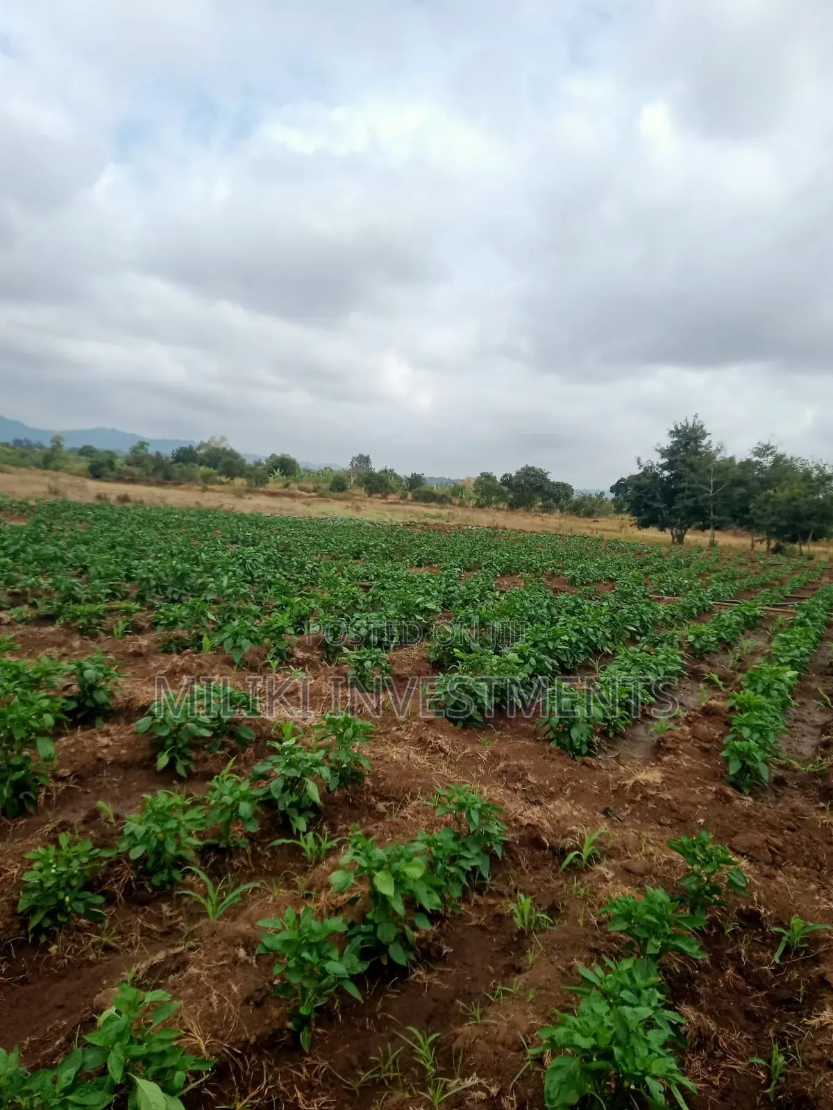 6 Acres on Sale at Murang'a-Kambirwa in Wangu