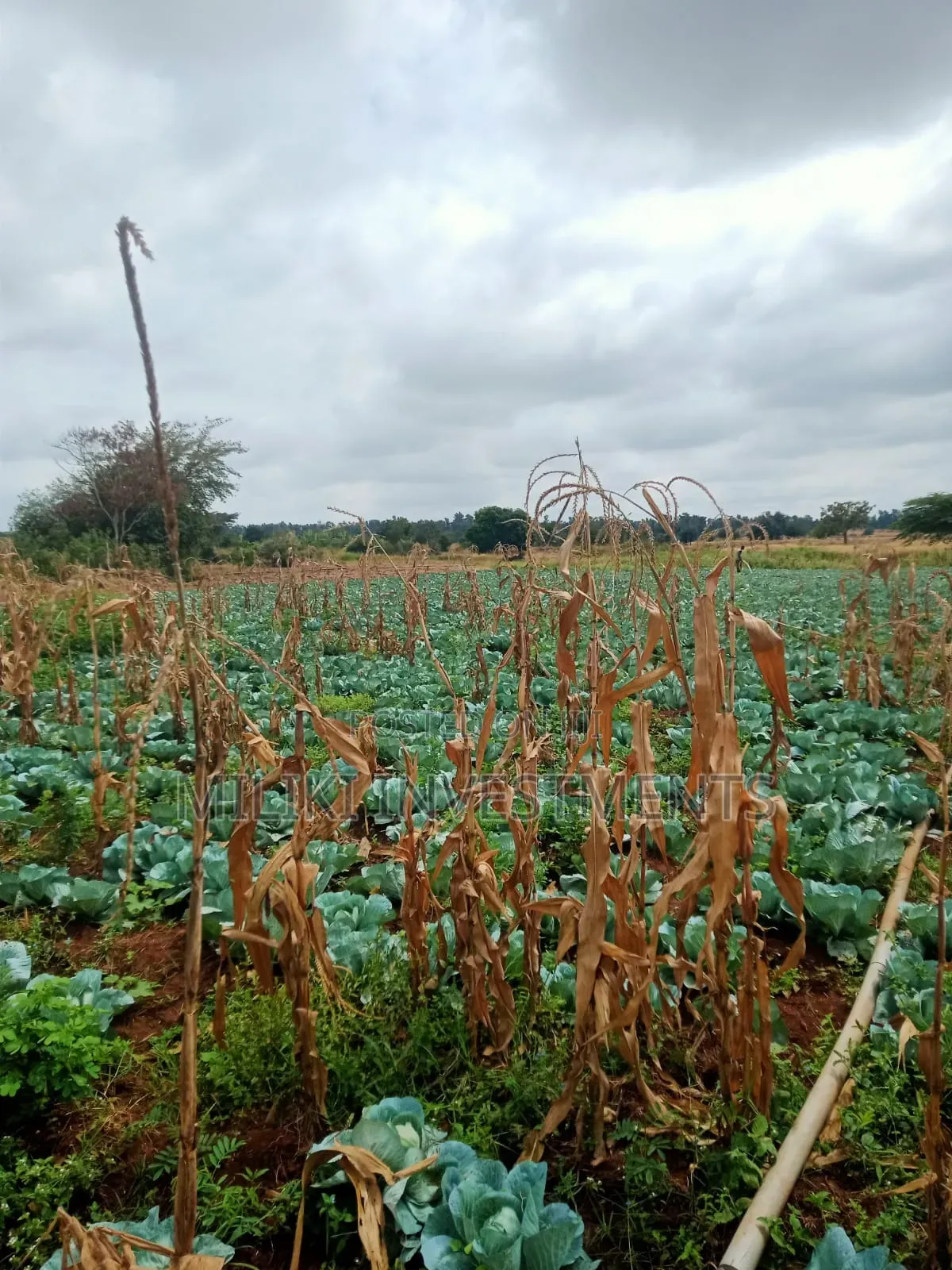 6 Acres on Sale at Murang'a-Kambirwa in Wangu
