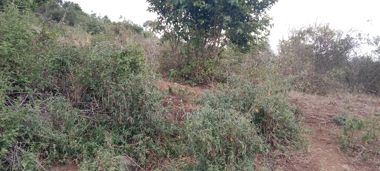 8 Acres Thika Kilimambogo in Ngoliba