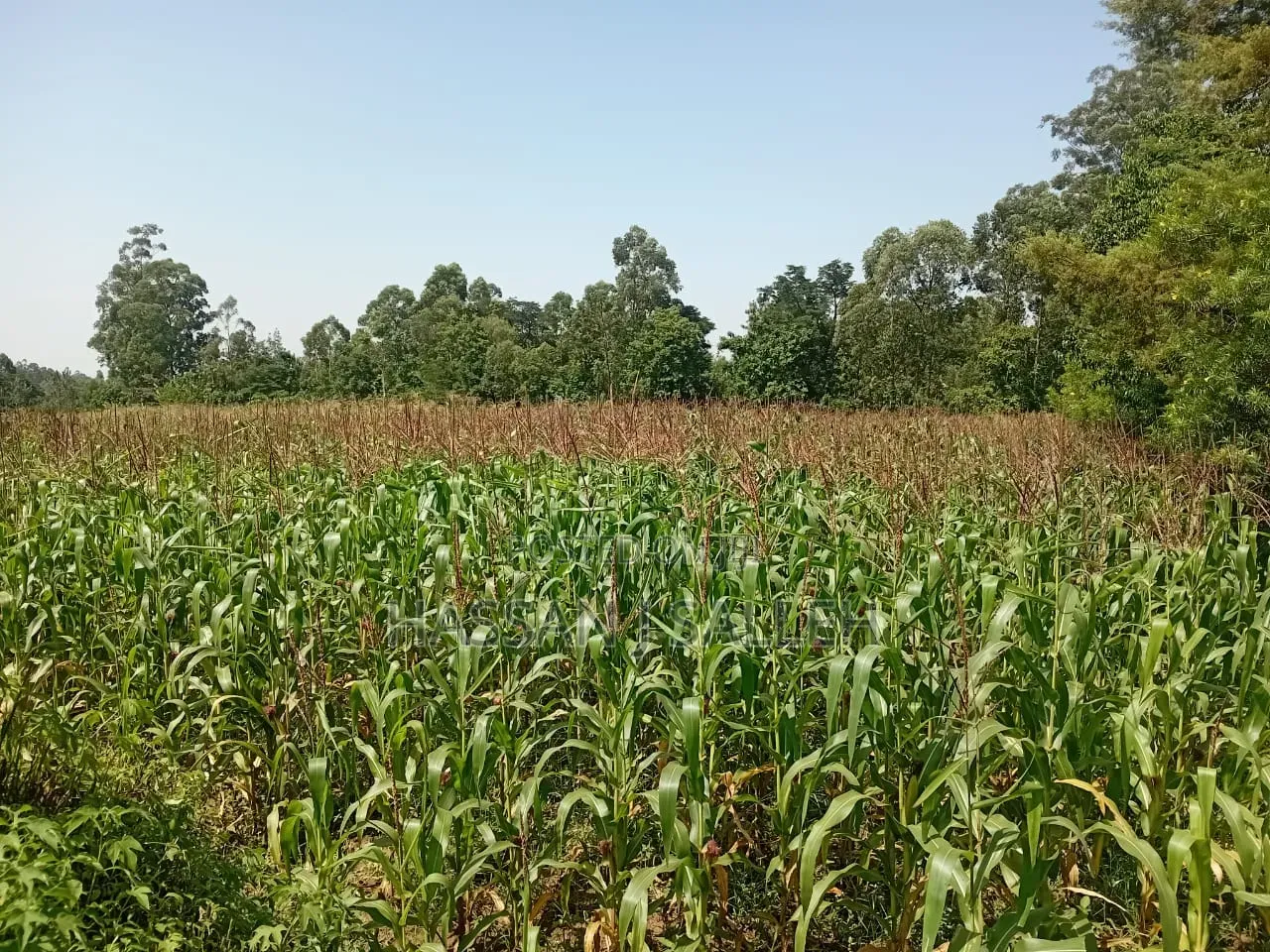 1 Acre in Bungoma. in Bumula