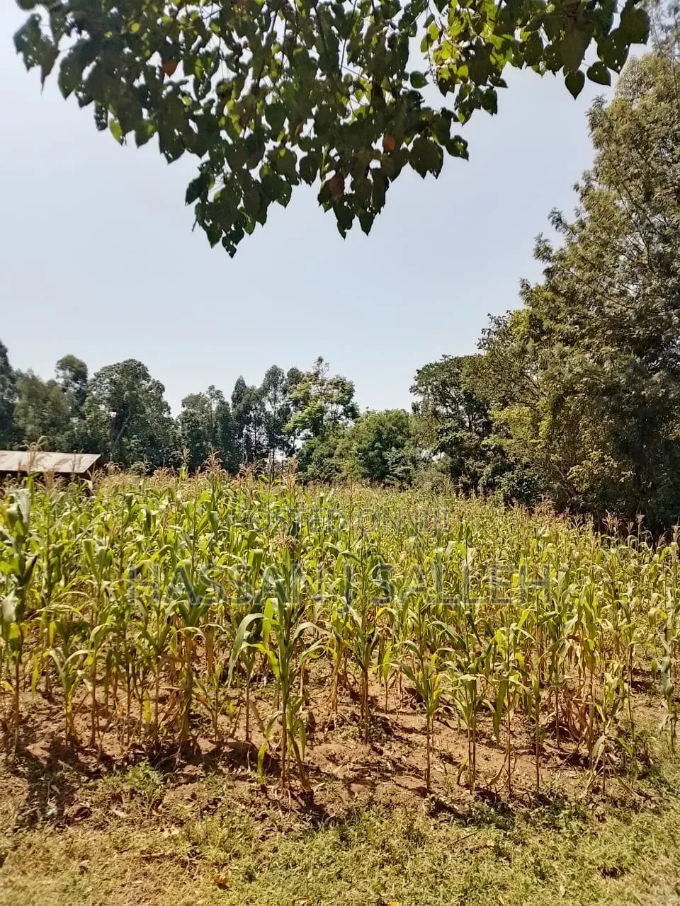 1 Acre in Bungoma. in Bumula