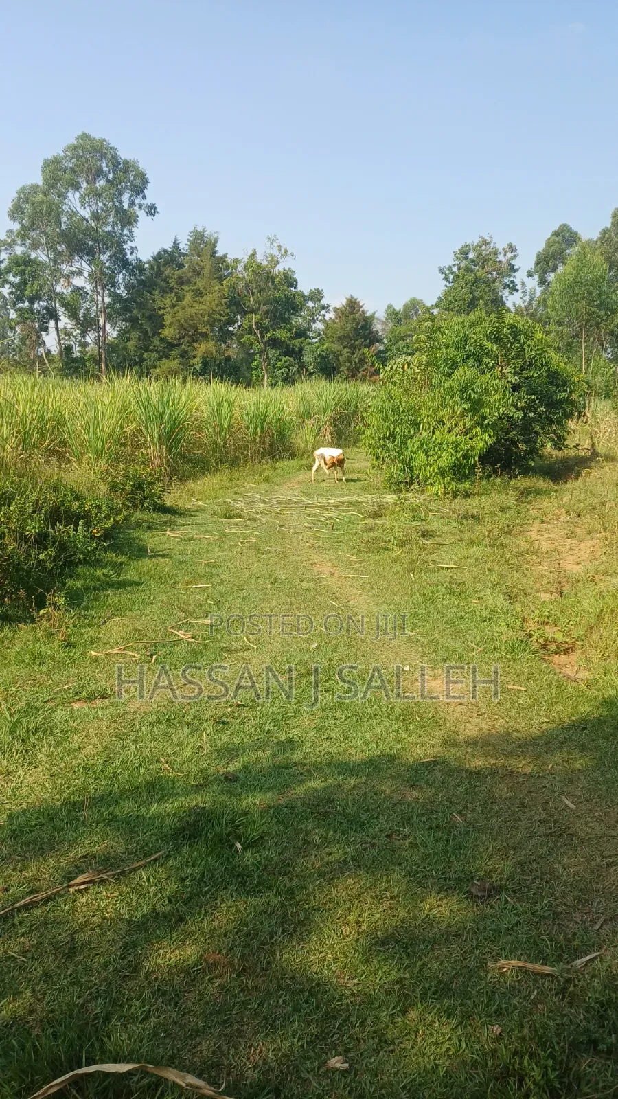 4.5acres Land on Sale. in Musanda