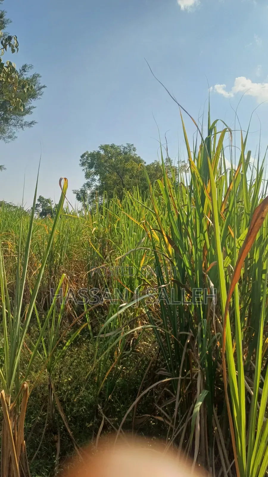 4.5acres Land on Sale. in Musanda