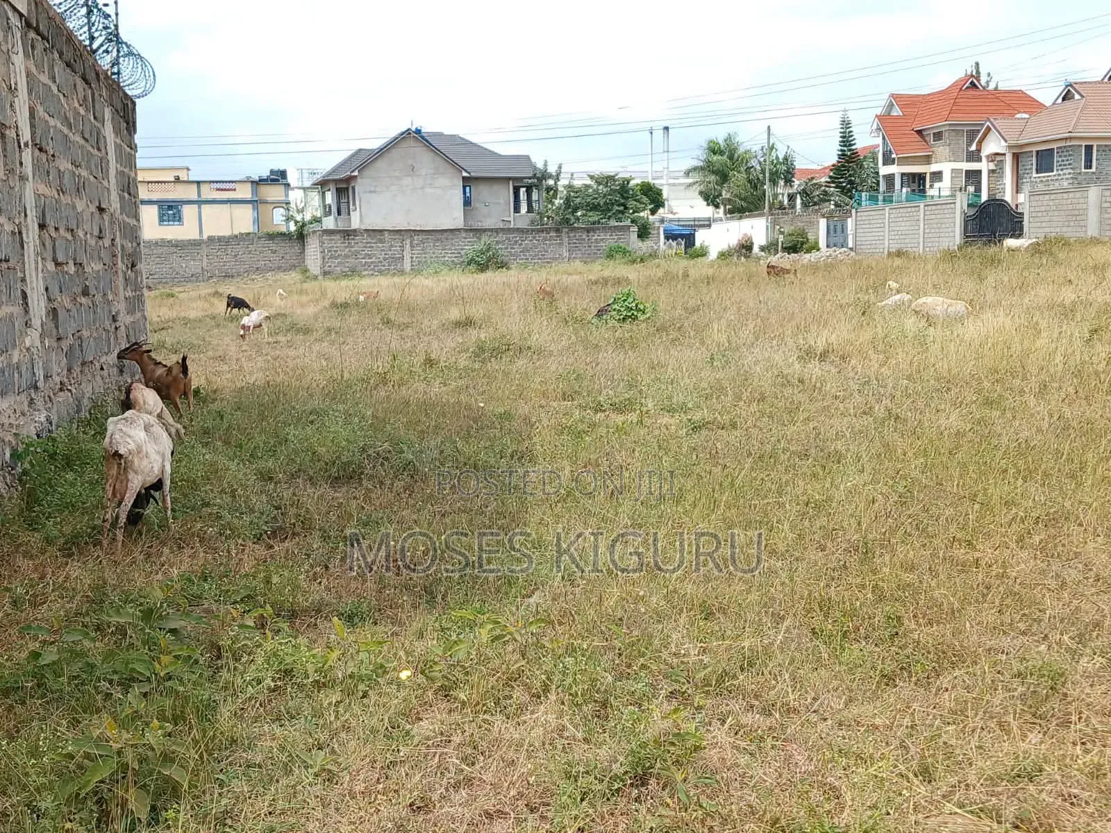 Tola Estate, Behind Mangu High School, 50x100 Plots. in Ngoingwa Estate