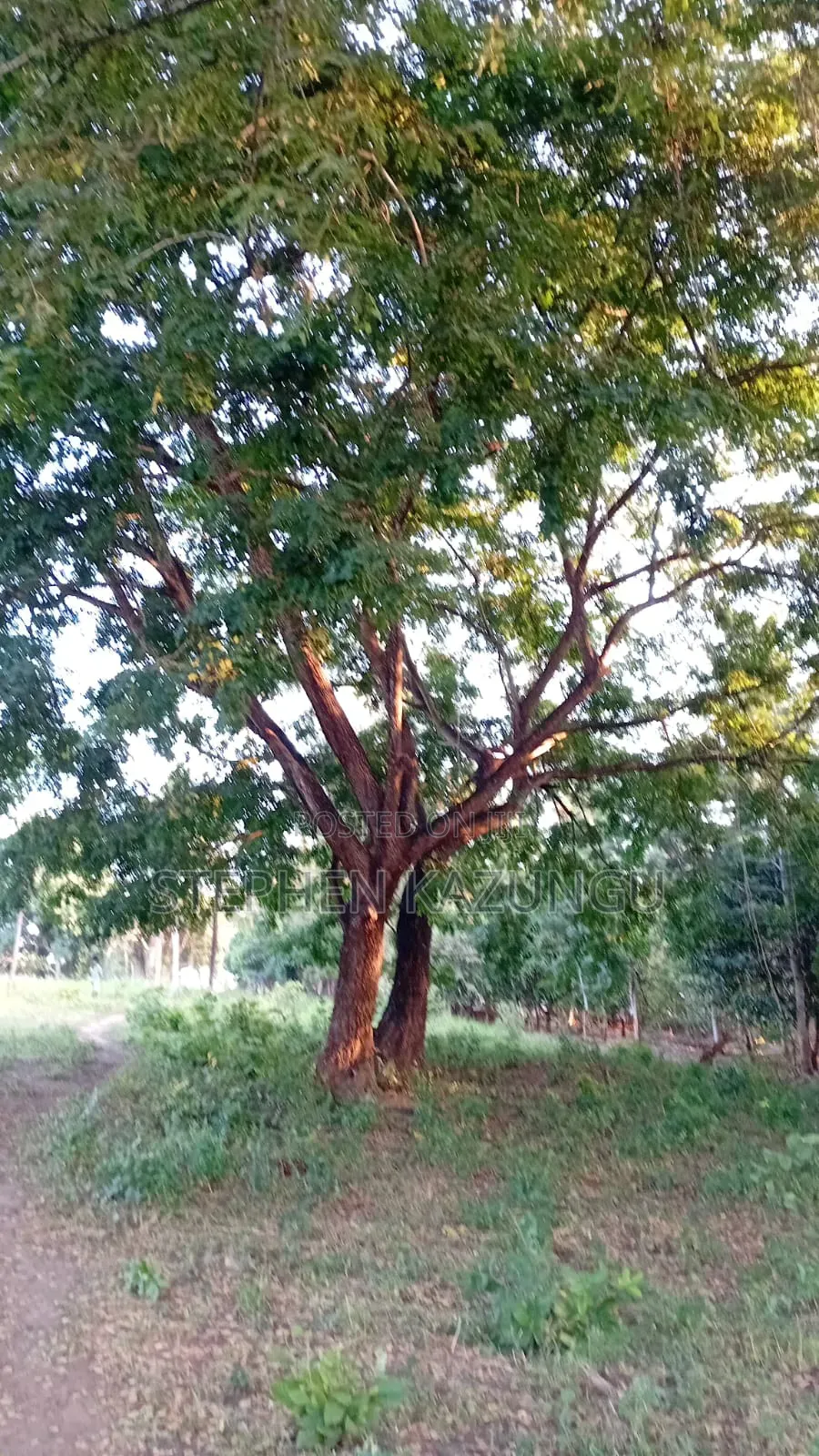 1/8 Acre Plot at Shamu Near Technical University of Mombasa Branch in Ukunda