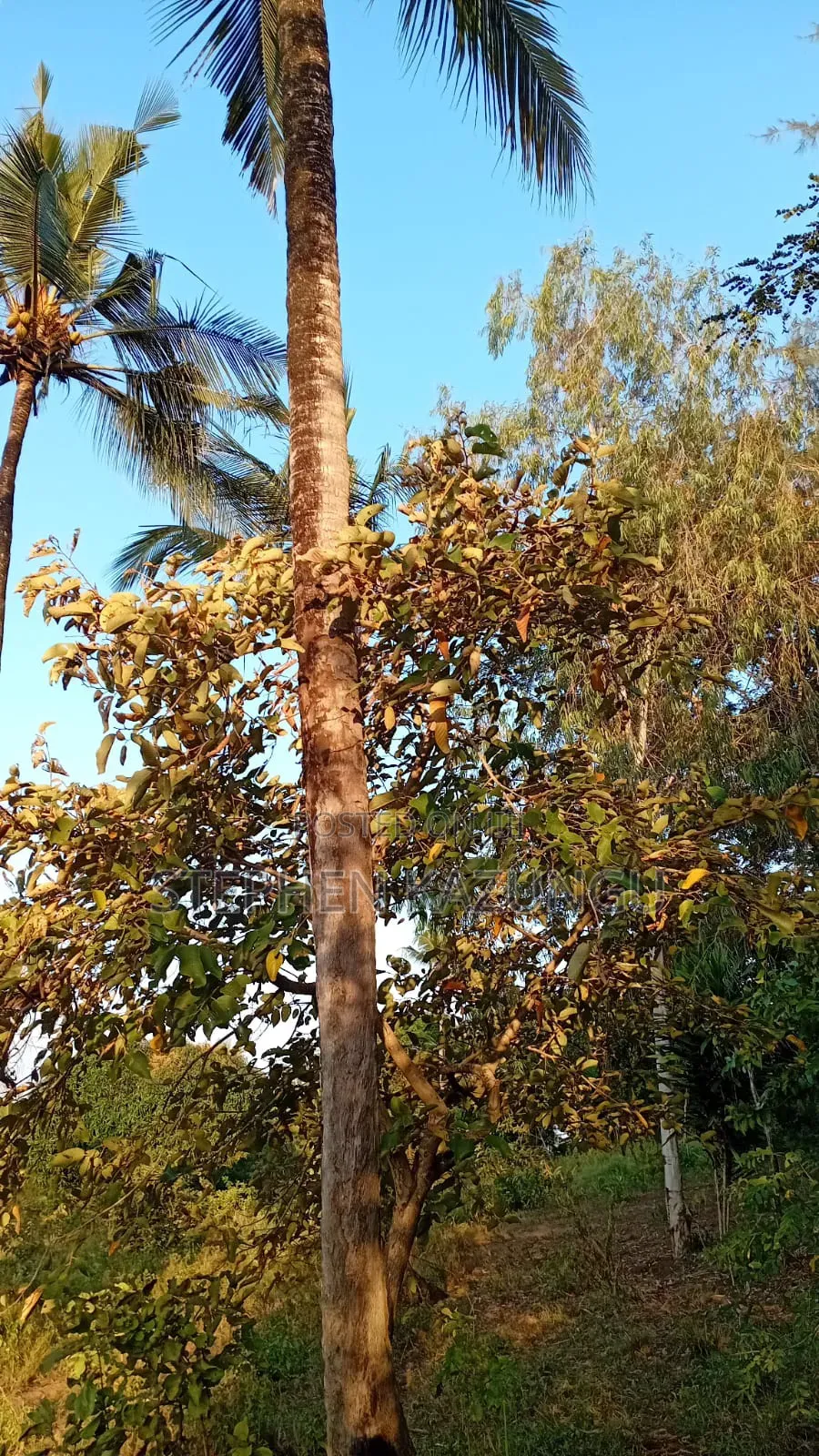 1/8 Acre Plot at Shamu Near Technical University of Mombasa Branch in Ukunda