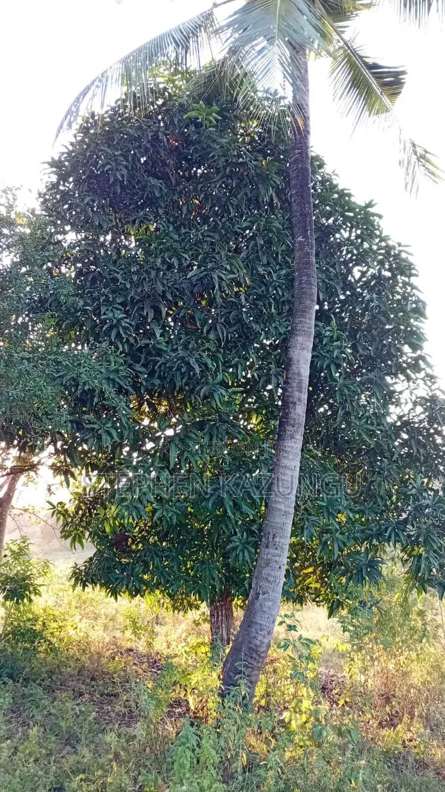 1/8 Acre Plot at Shamu Near Technical University of Mombasa Branch in Ukunda