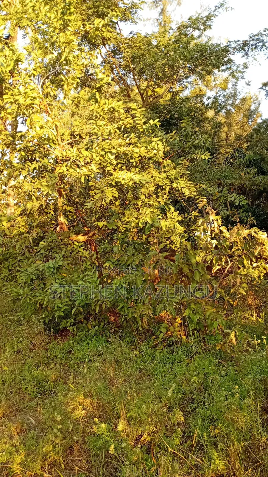 1/8 Acre Plot at Shamu Near Technical University of Mombasa Branch in Ukunda