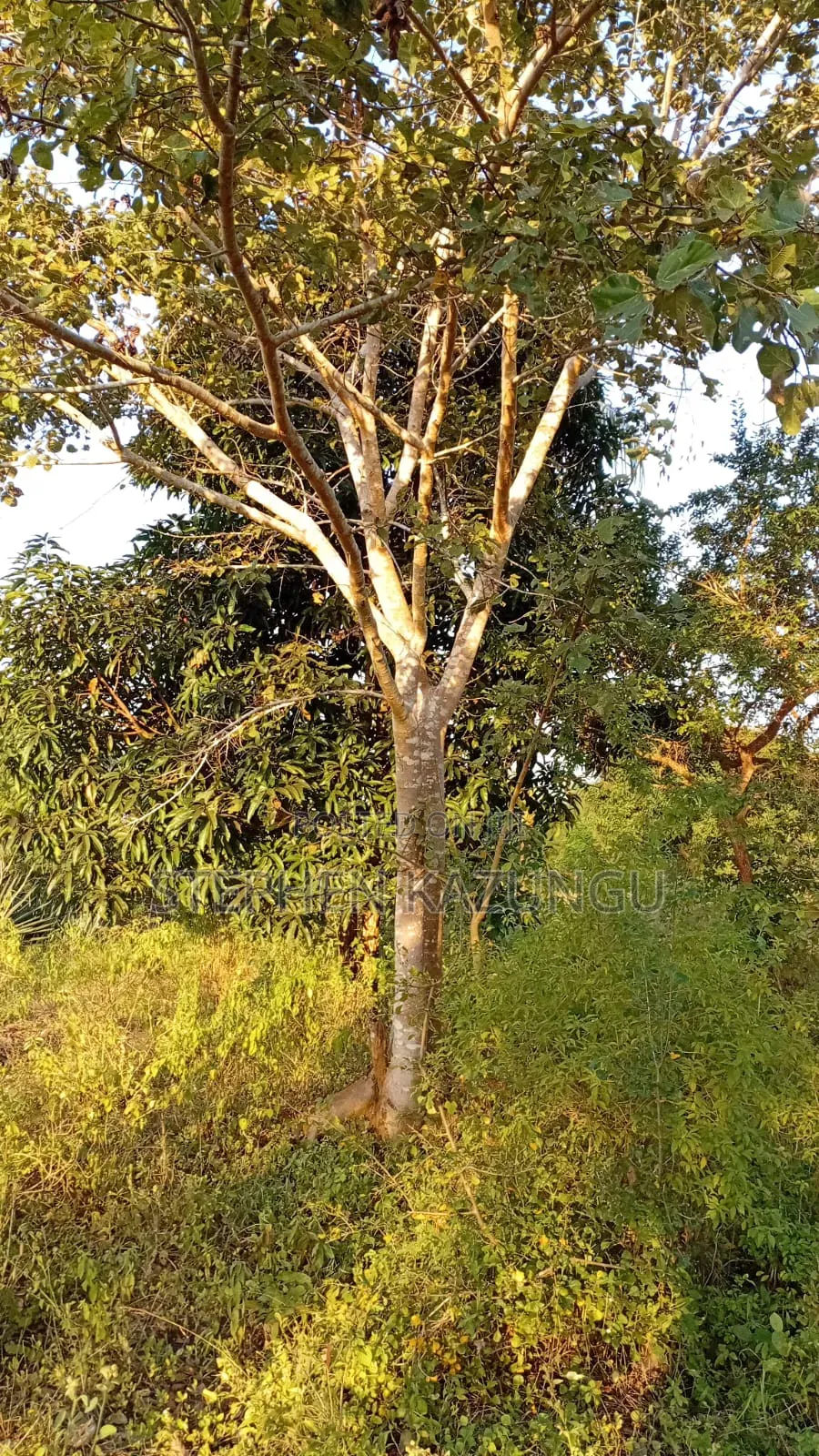 1/8 Acre Plot at Shamu Near Technical University of Mombasa Branch in Ukunda