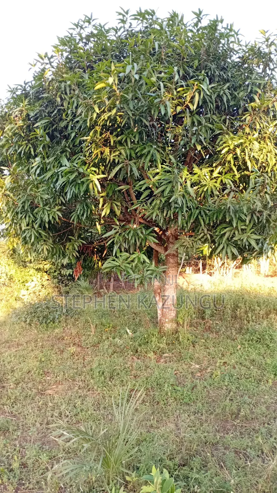 1/8 Acre Plot at Shamu Near Technical University of Mombasa Branch in Ukunda