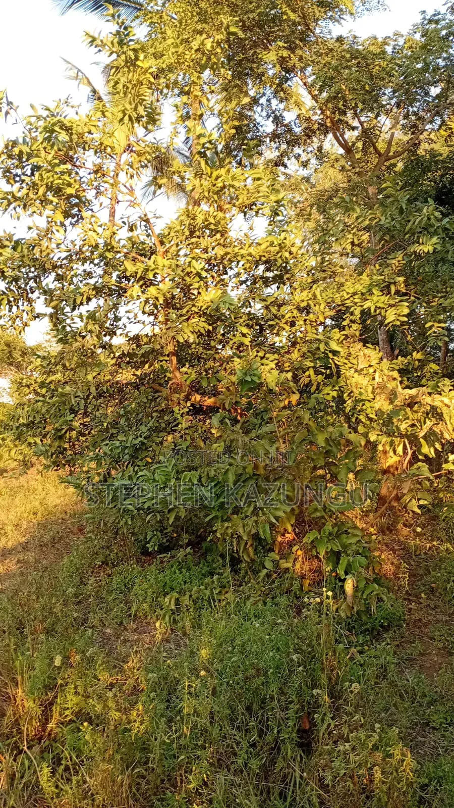 1/8 Acre Plot at Shamu Near Technical University of Mombasa Branch in Ukunda