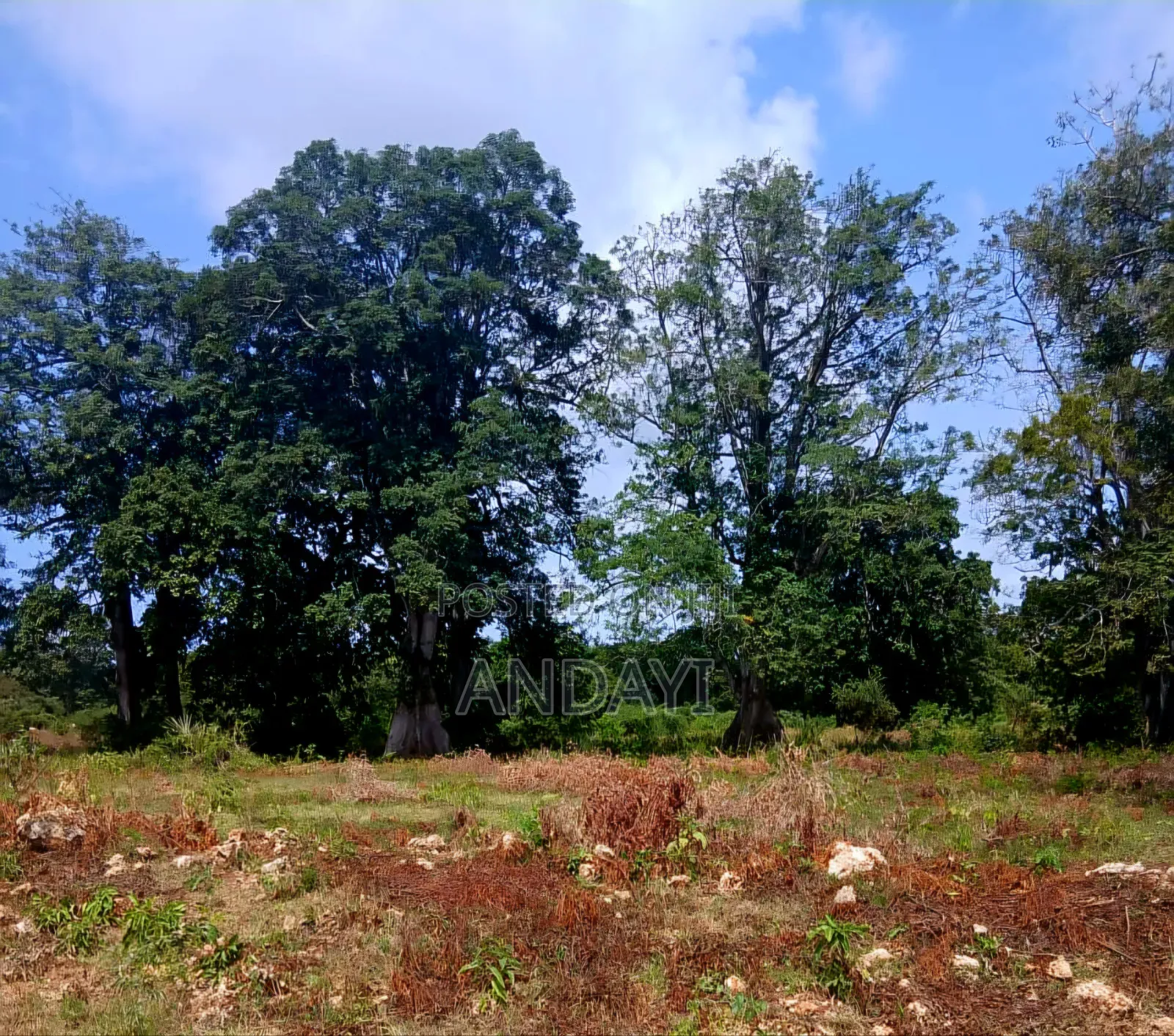 Prime Plots for Sale, Vipingo in Vipingo
