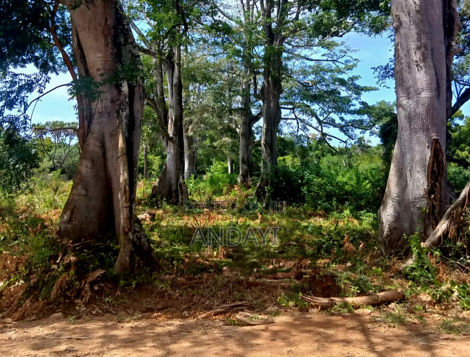 Prime Plots for Sale, Vipingo in Vipingo