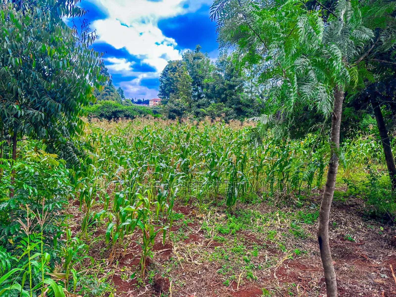 Prime Mixed-Use Land for Sale in Kikuyu,Thogoto in Kikuyu
