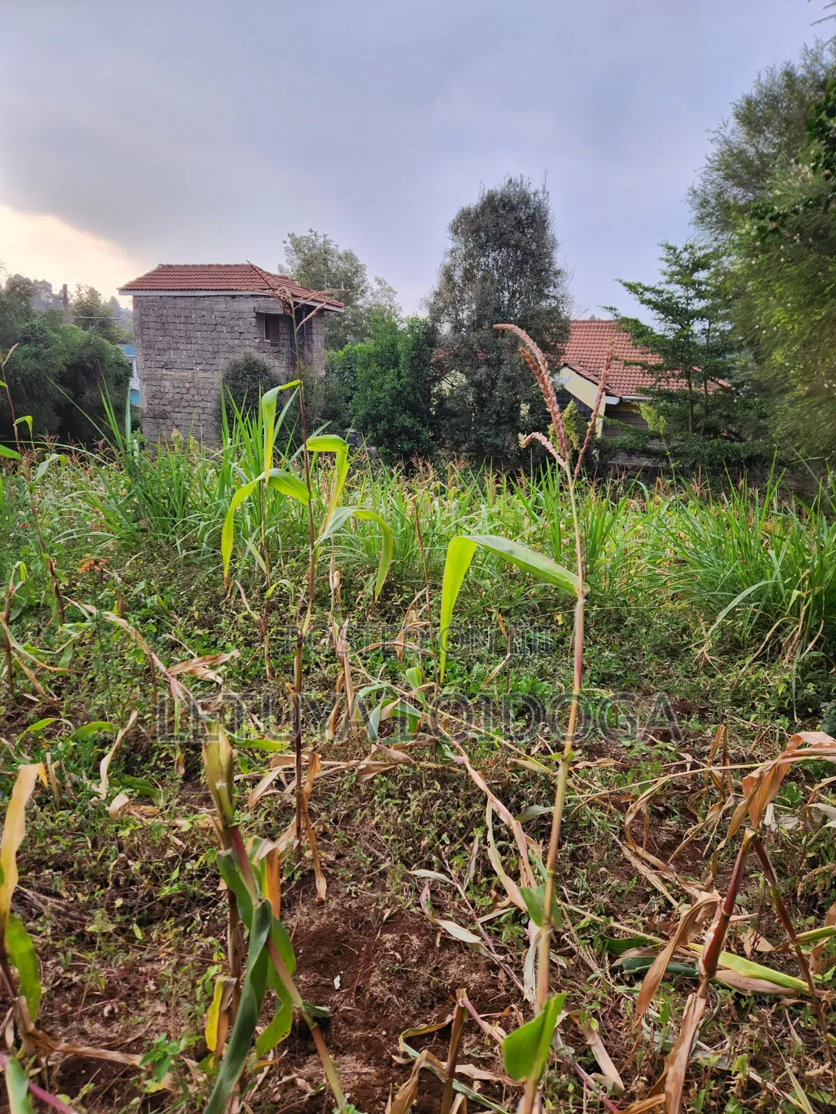 1⁄8 Acre Plots Ngong-Lemiso Rd(Silicon Valley) in Kibiku