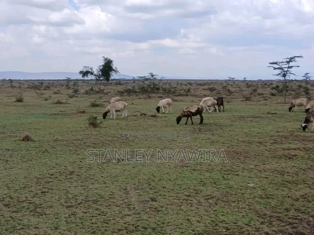 5 Acreas Nanyuki Endana in Nanyuki