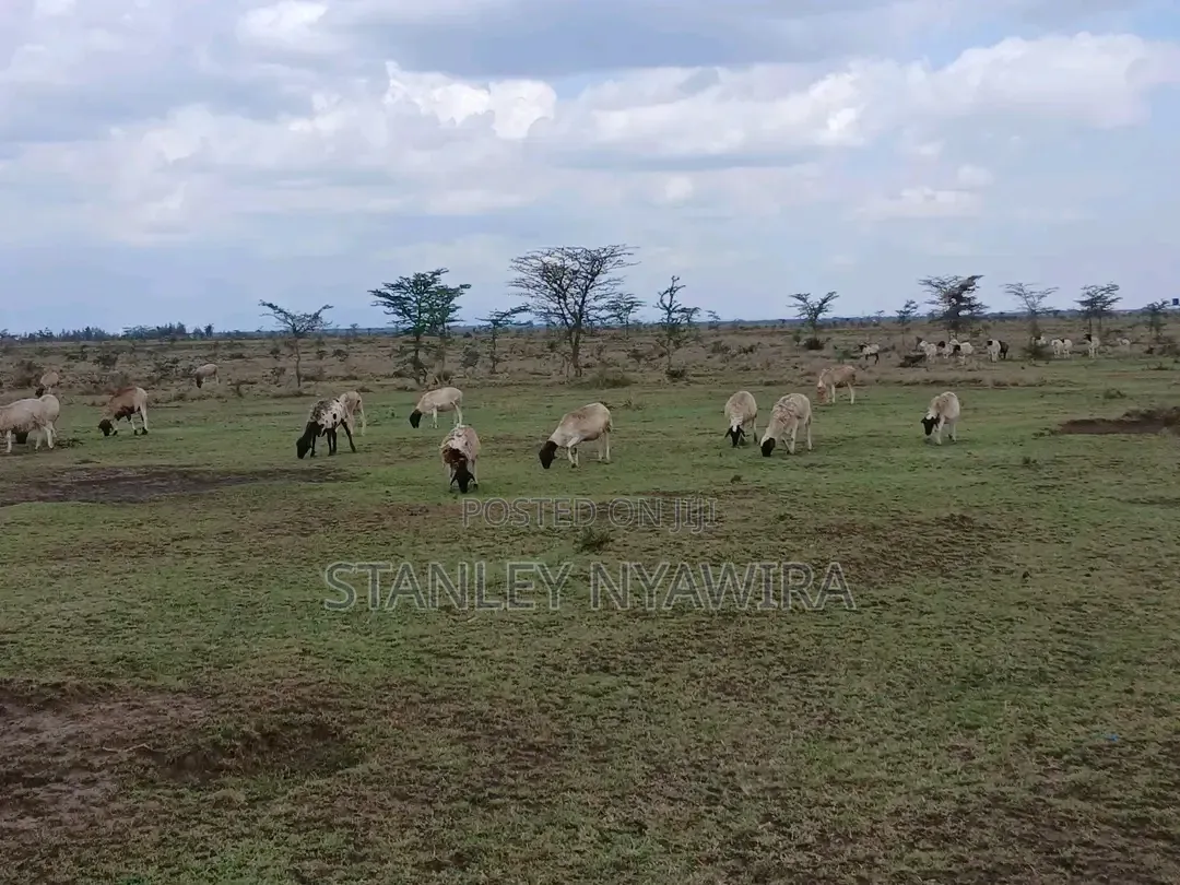 5 Acreas Nanyuki Endana in Nanyuki