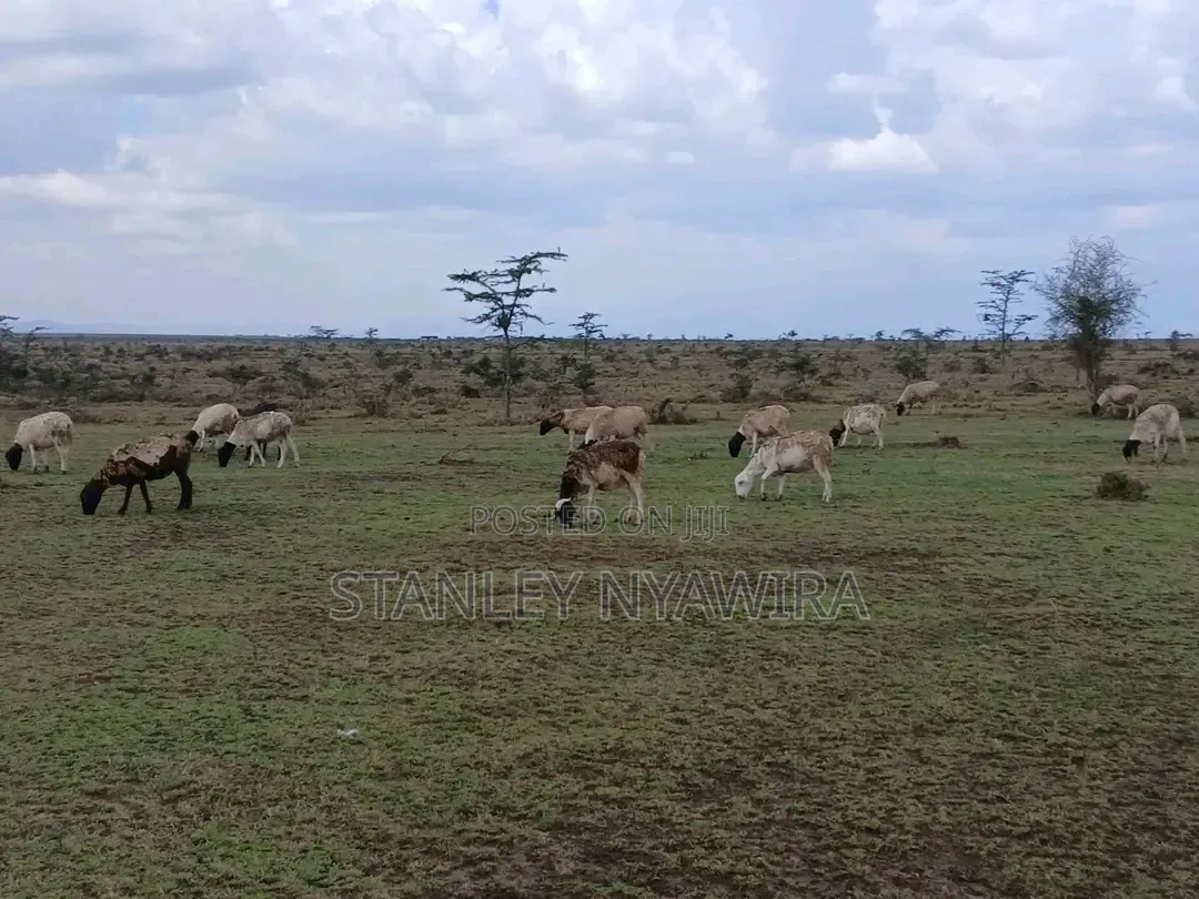 5 Acreas Nanyuki Endana in Nanyuki