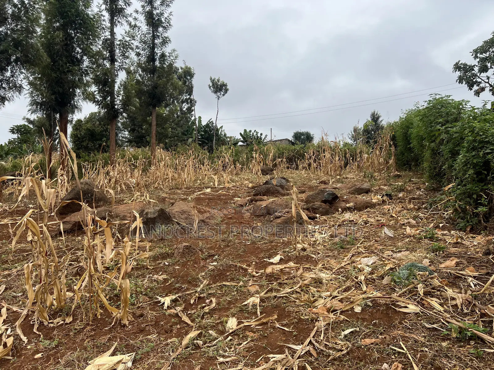 Prime 1/8 Acre for Sale in Maragua,sumary in Murang'a