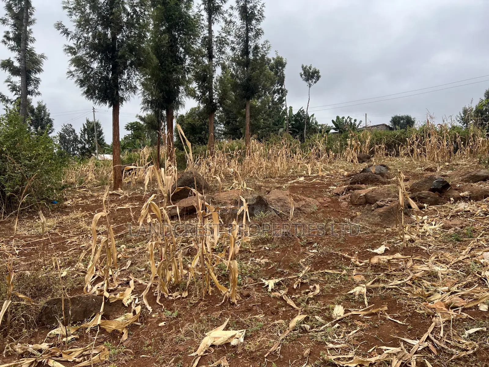 Prime 1/8 Acre for Sale in Maragua,sumary in Murang'a