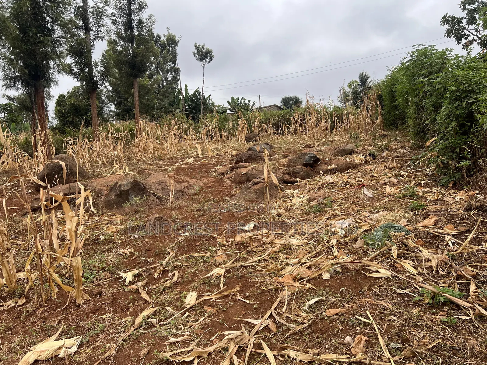 Prime 1/8 Acre for Sale in Maragua,sumary in Murang'a