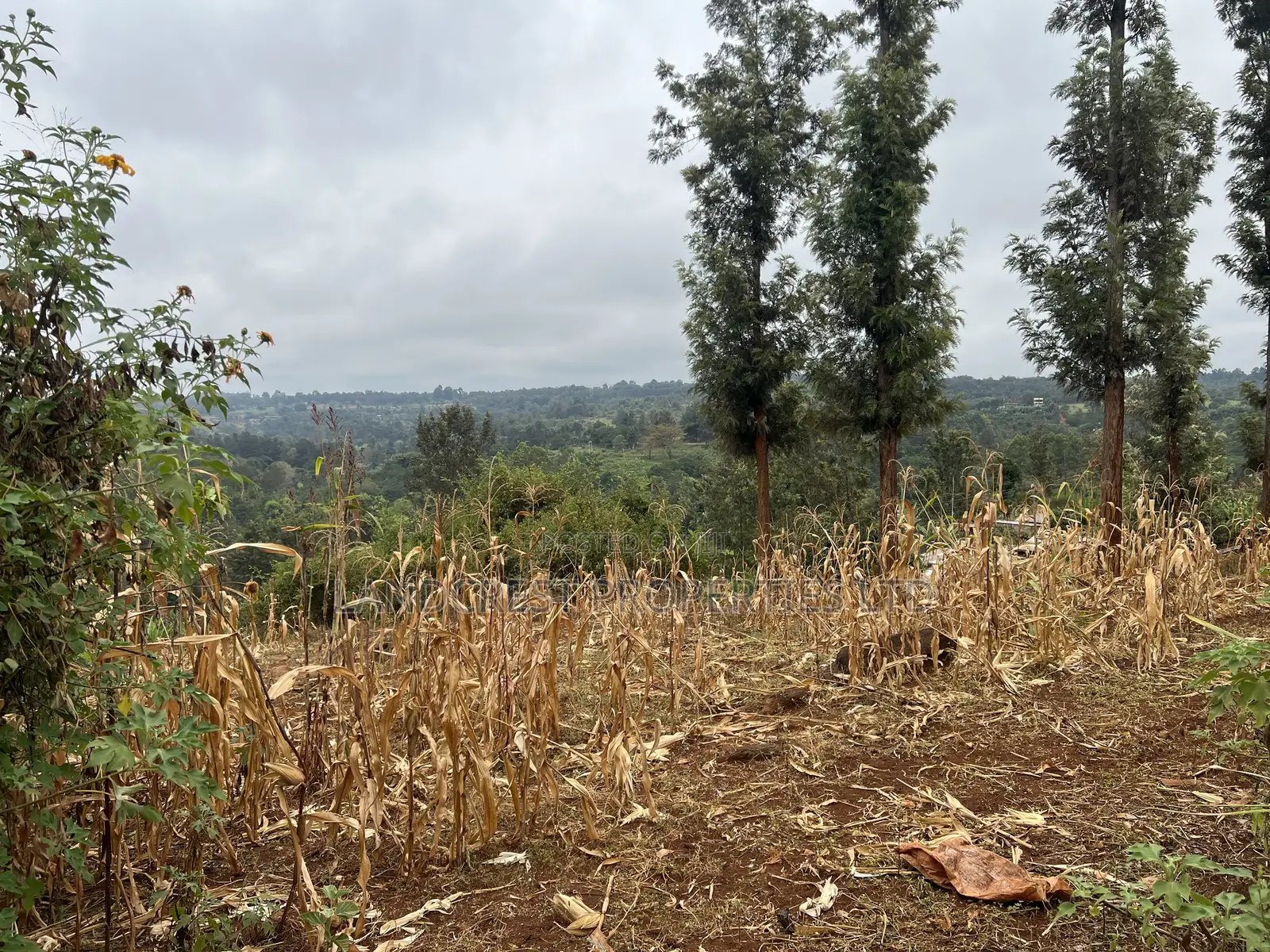 Prime 1/8 Acre for Sale in Maragua,sumary in Murang'a