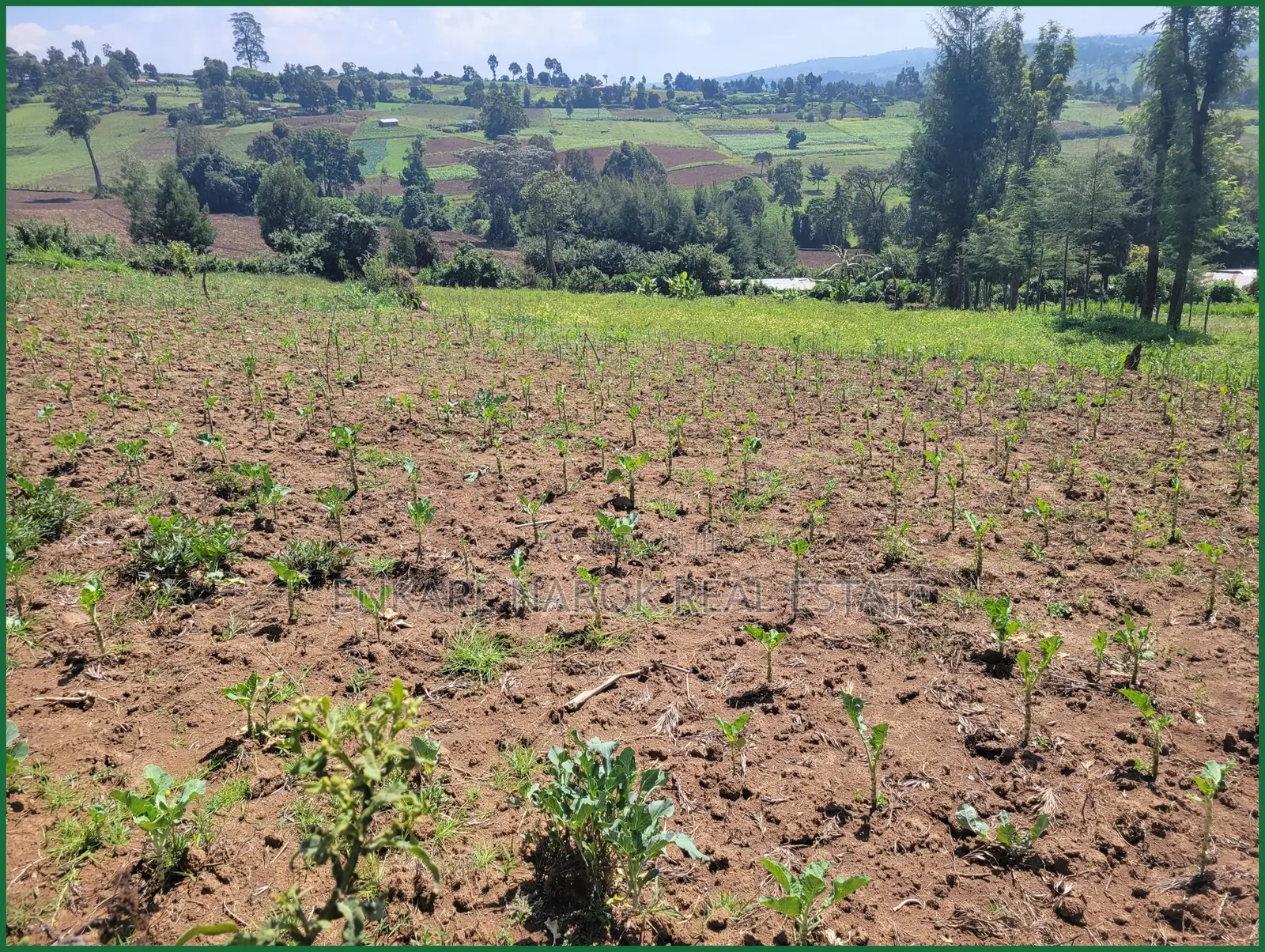 1.5 Acres for Sale in Enaibelibel, Narok, 500 M From Tarmac in Olokurto