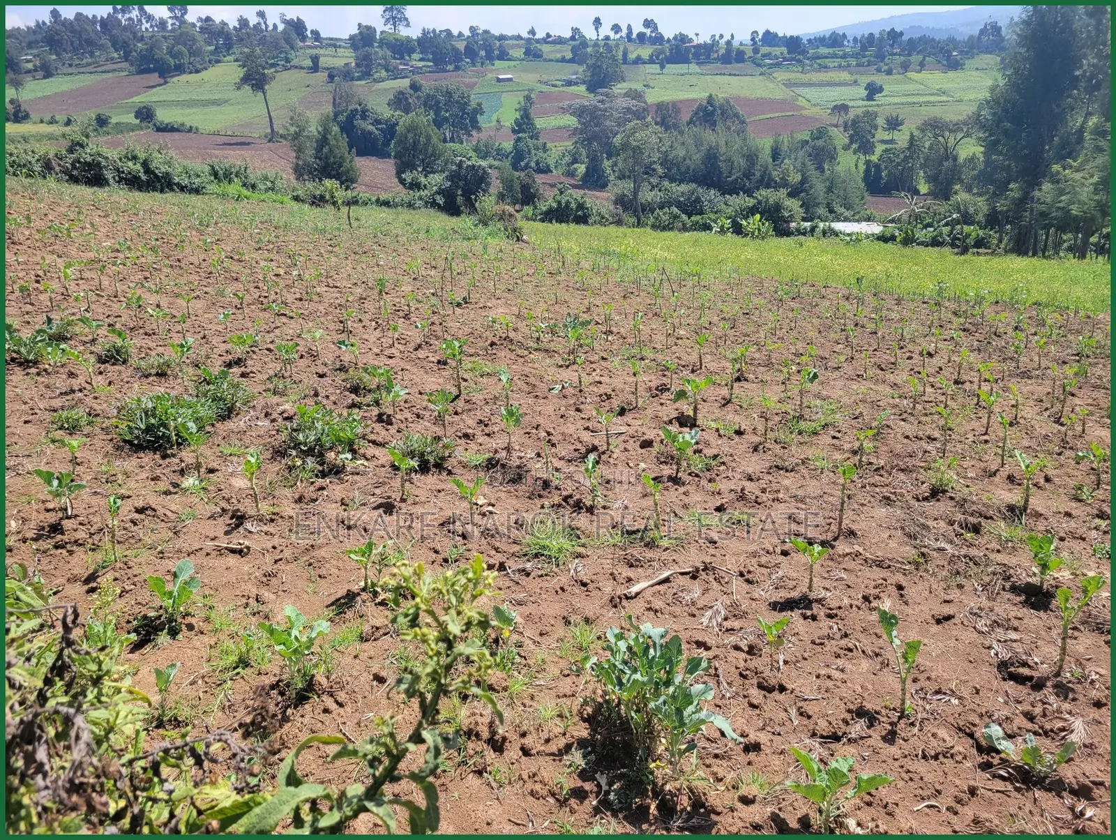 1.5 Acres for Sale in Enaibelibel, Narok, 500 M From Tarmac in Olokurto