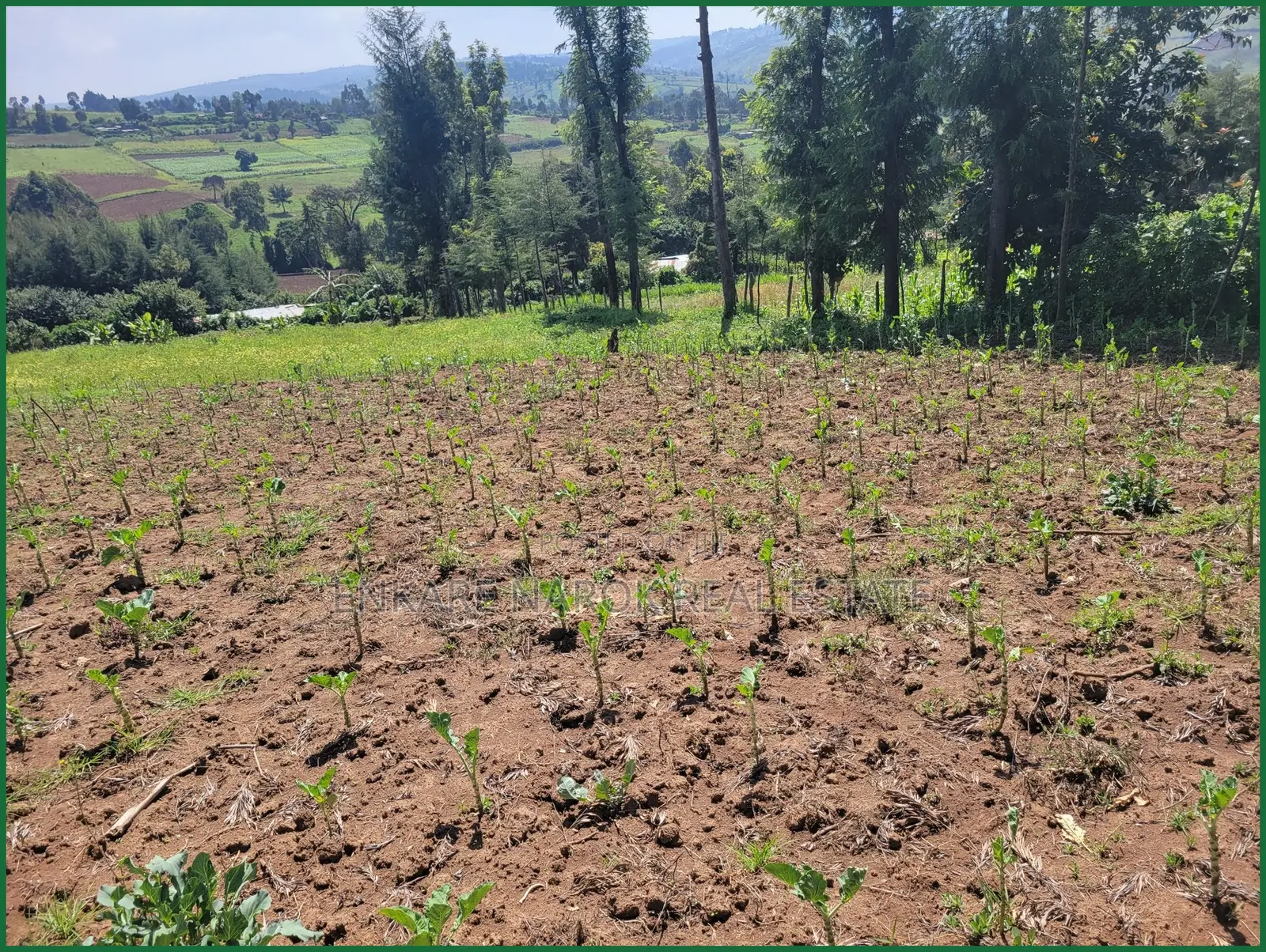 1.5 Acres for Sale in Enaibelibel, Narok, 500 M From Tarmac in Olokurto