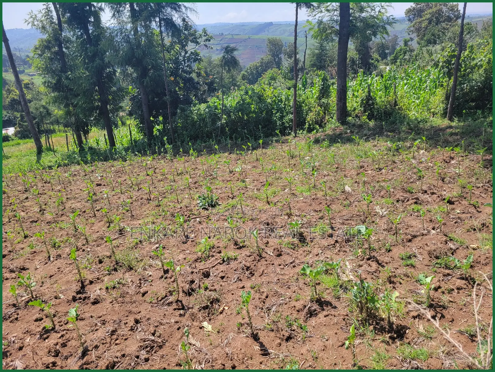 1.5 Acres for Sale in Enaibelibel, Narok, 500 M From Tarmac in Olokurto