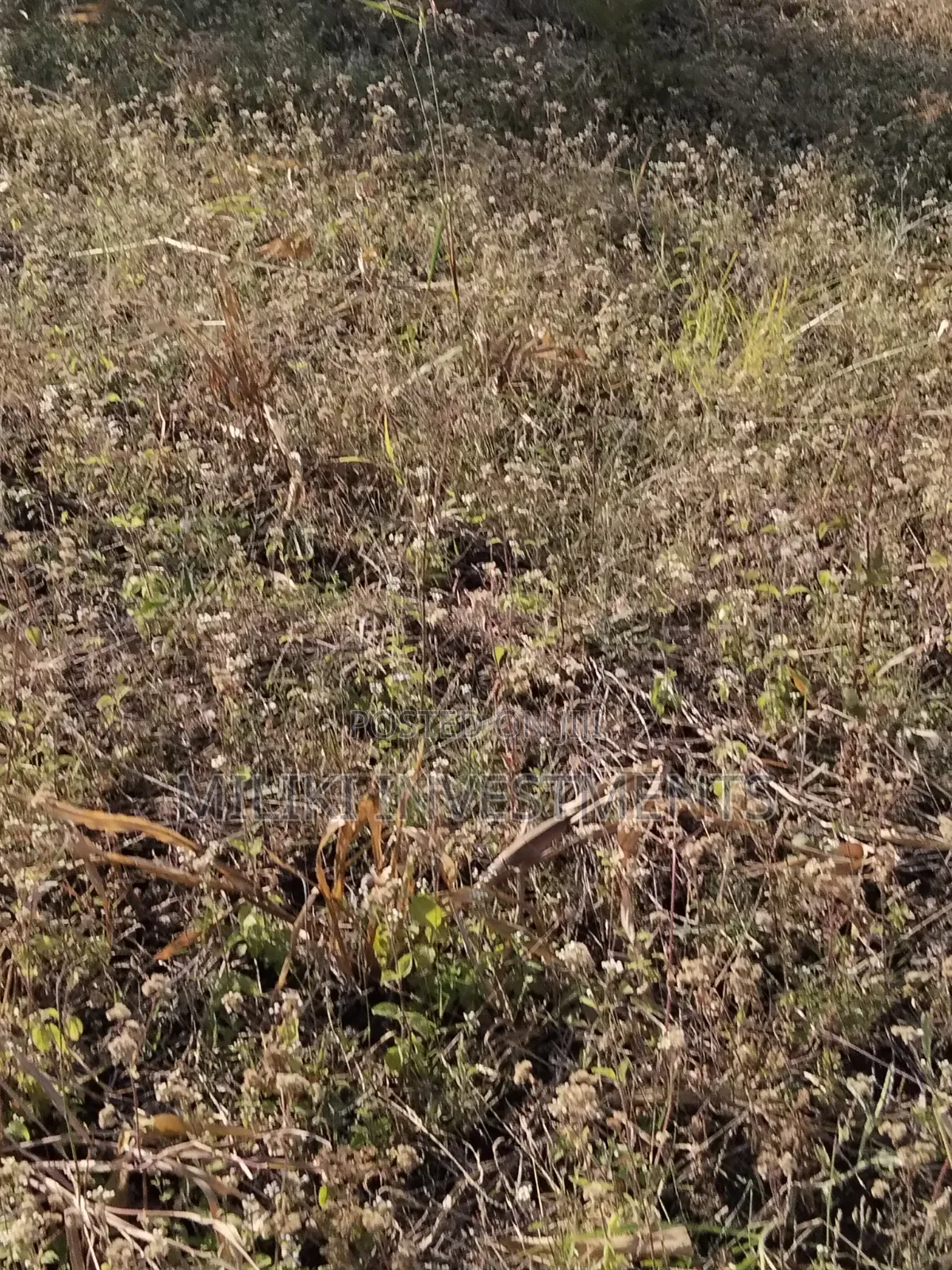 Half an Acre Piece of Land on Sale at Kenol- Kimorori in Kimorori/Wempa
