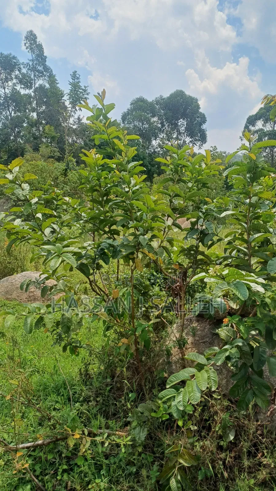 2acres Marama Butere in Marama Central