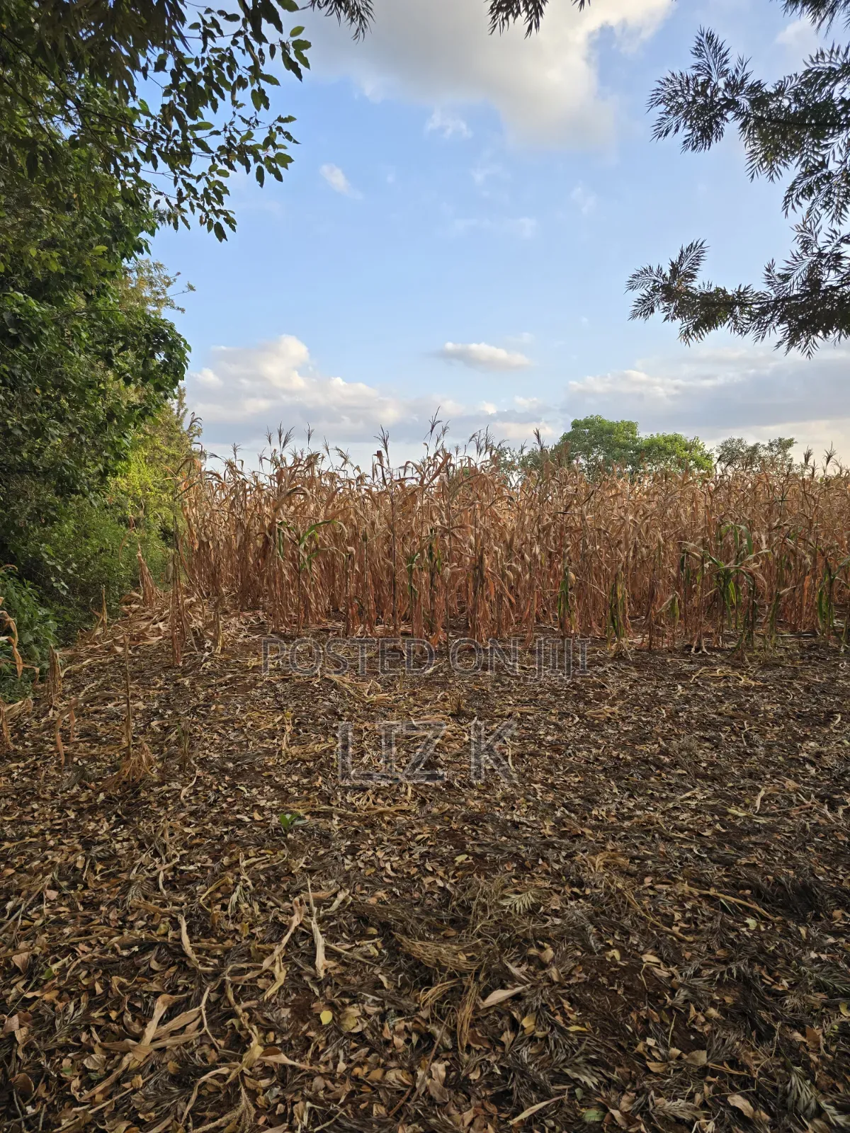 1Acre for Sale in Mugutha in Ruiru