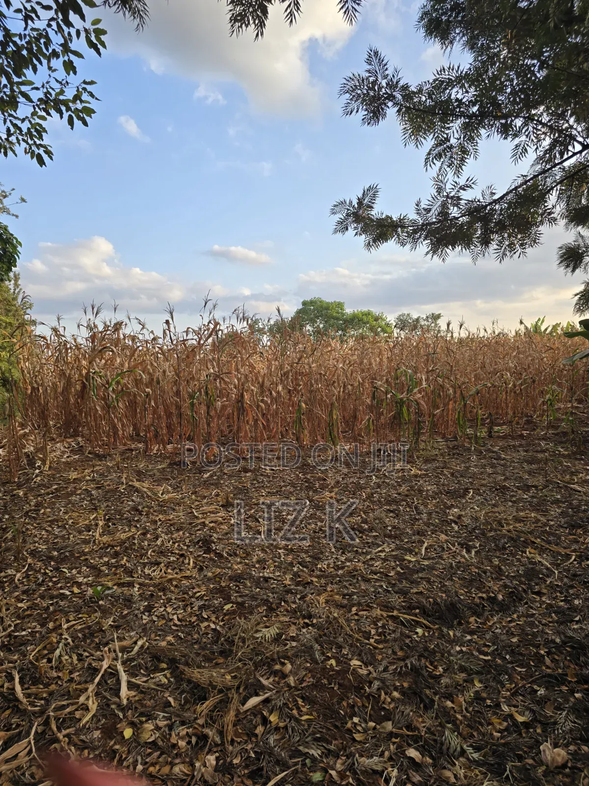 1Acre for Sale in Mugutha in Ruiru
