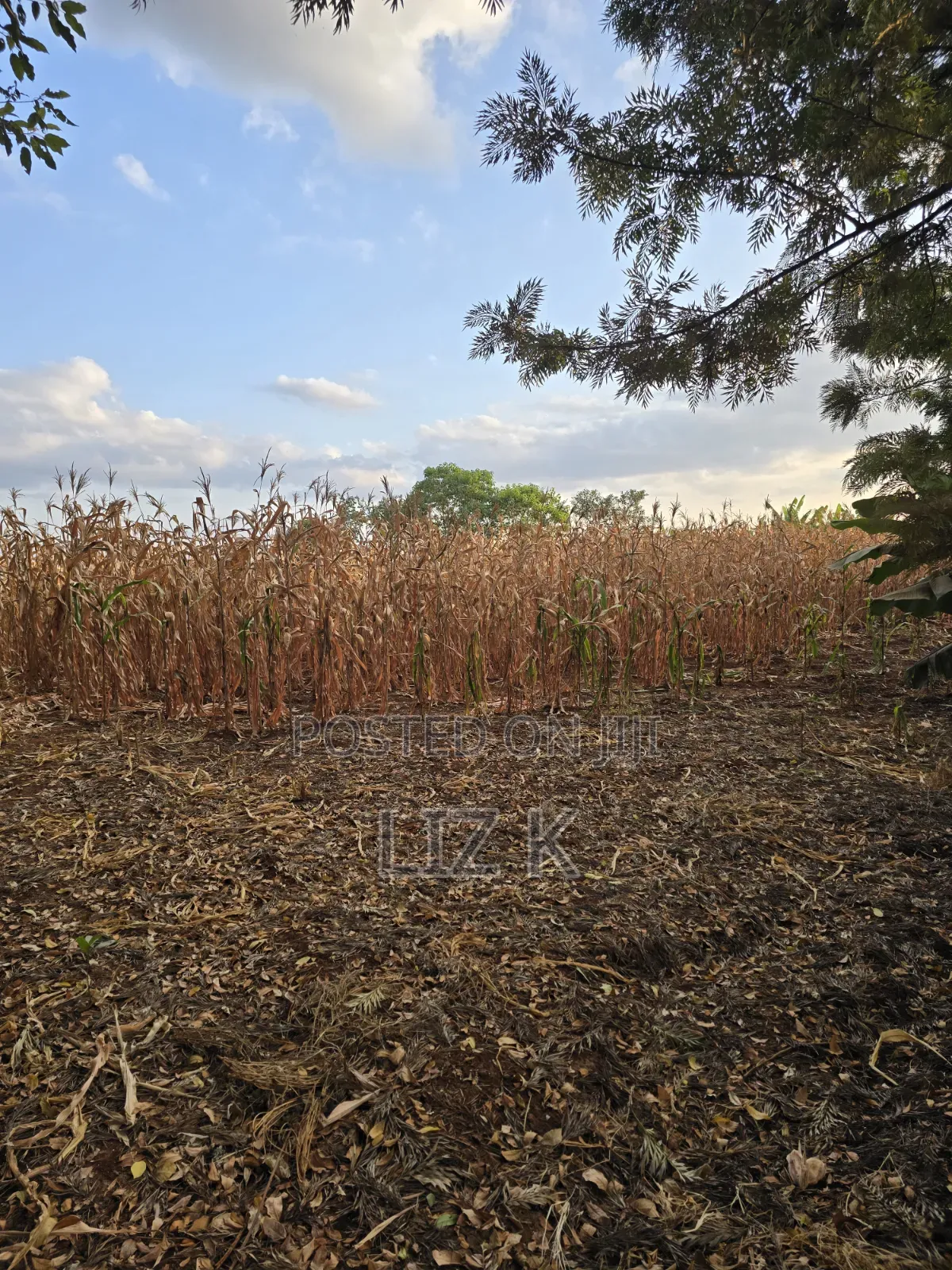 1Acre for Sale in Mugutha in Ruiru